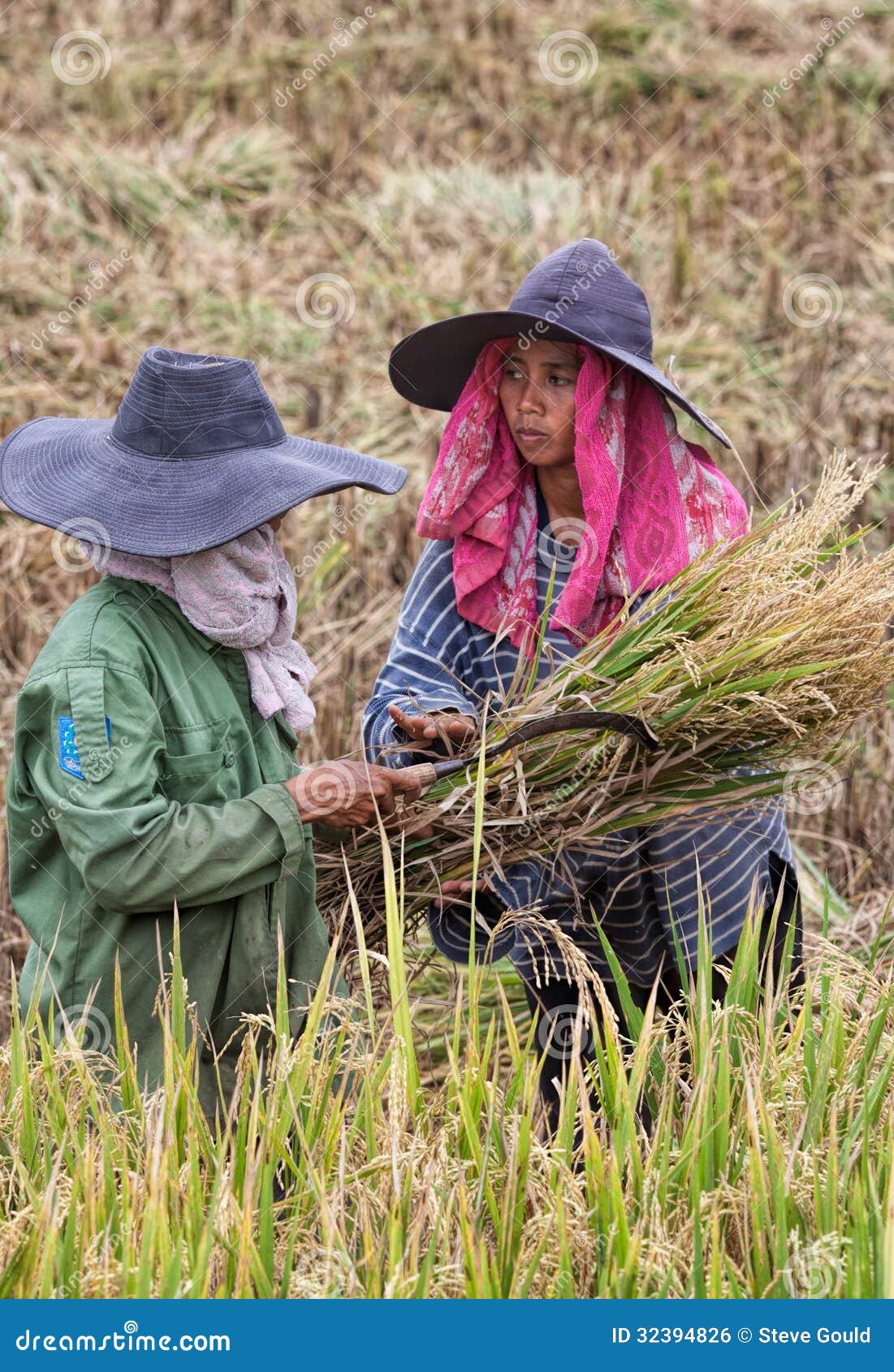 Mujeres que trabajan en campos del arroz de Indonesia. Dos mujeres se vistieron con los sombreros y las bufandas para la protección del sol, trabajando en campos del arroz y cosechando el arroz cerca de Ubud, Bali, Indonesia.