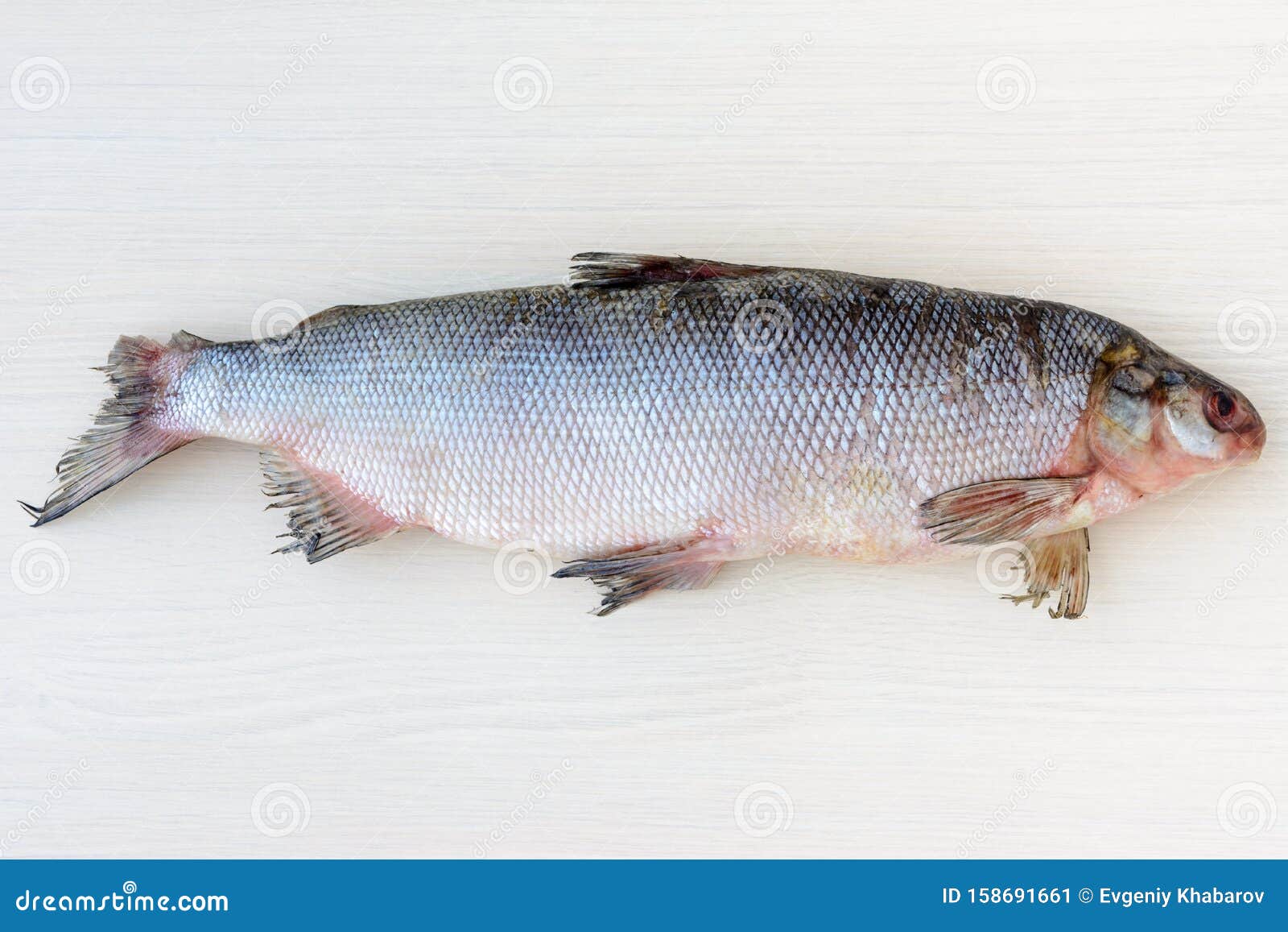 the muksun coregonus muksun is a type of whitefish widespread in the siberian arctic waters.