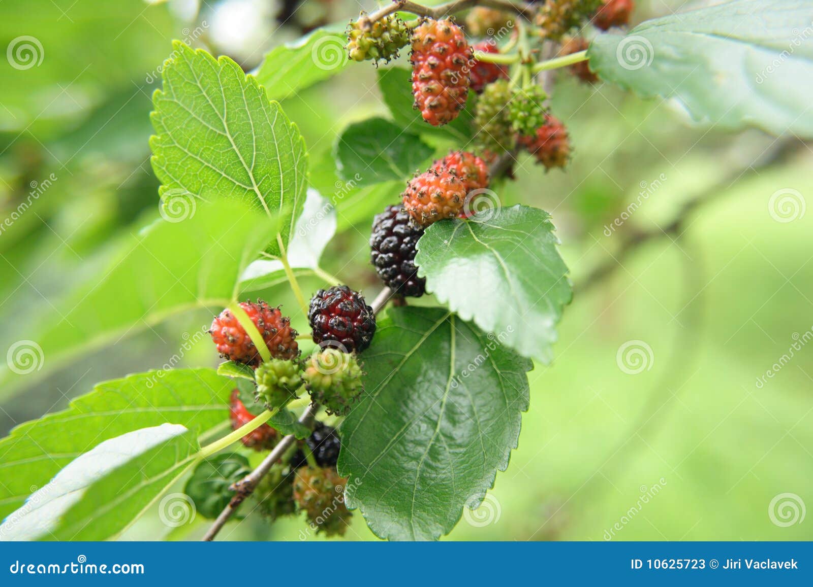 Mulberries stock image. Image of agronomy, agricultural 10625723