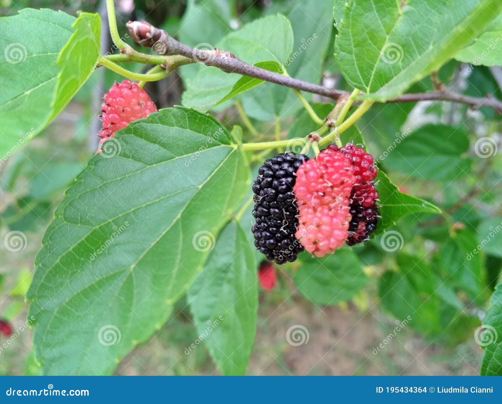 mulberries in three colors.