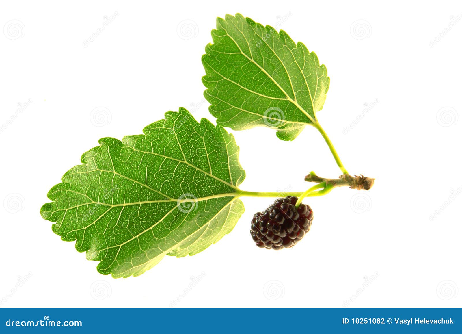 Mulberry, stock photo. Image of sweet, eating, edible - 10251082