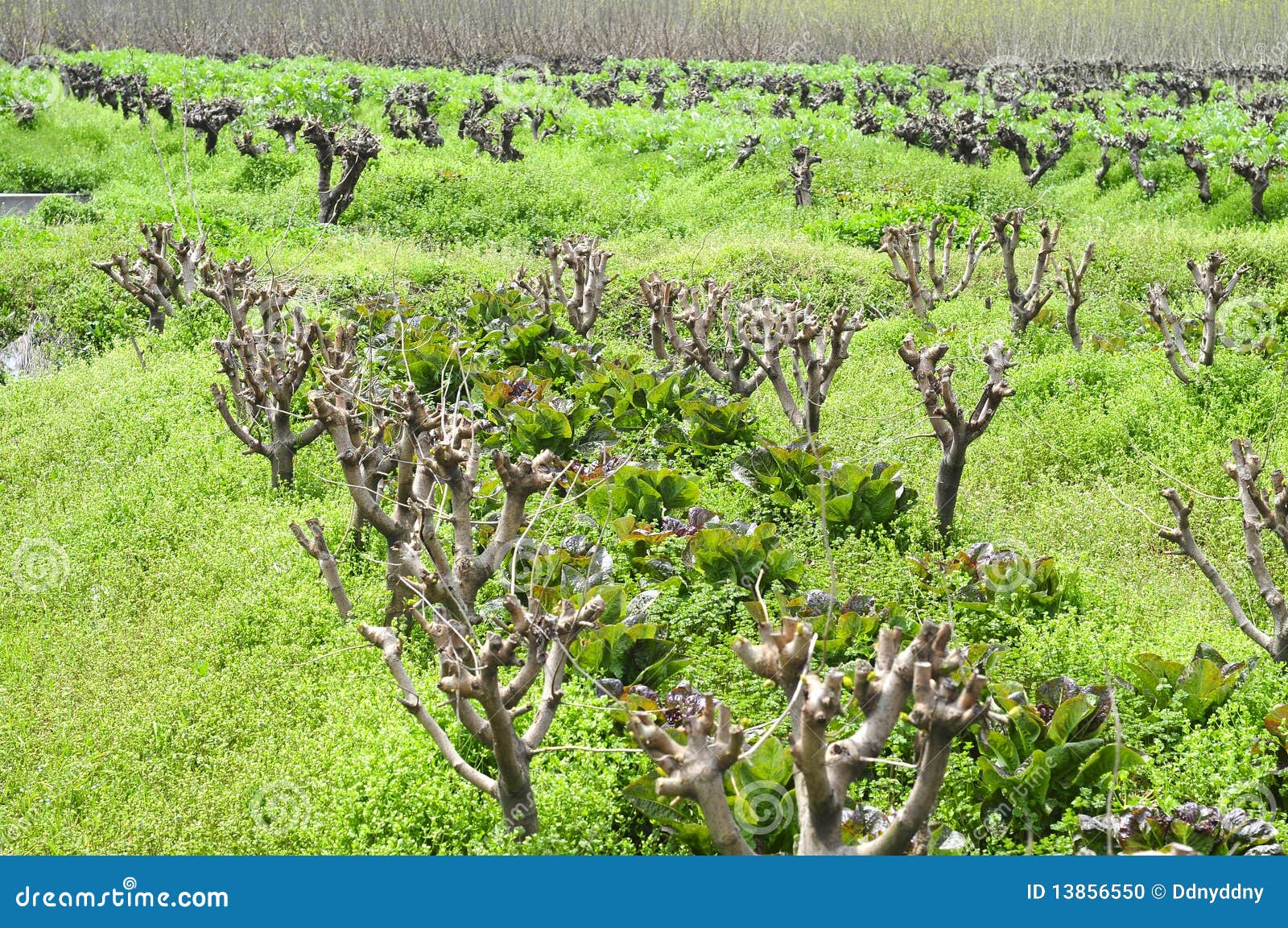 Mulberry stock photo. Image of grow, bush, outdoors, agriculture 13856550