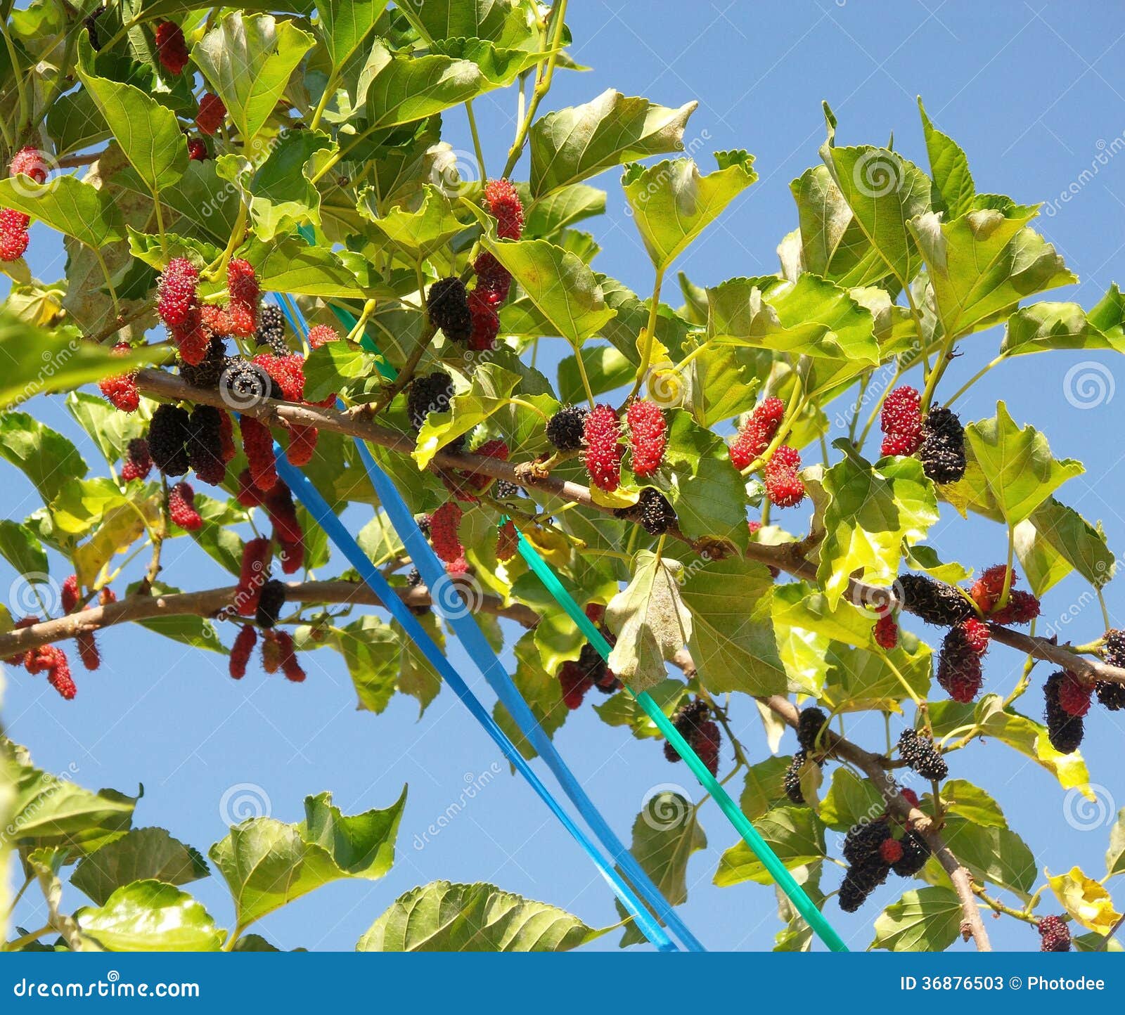 Mulberry stock image. Image of fruit, branch, detail 36876503