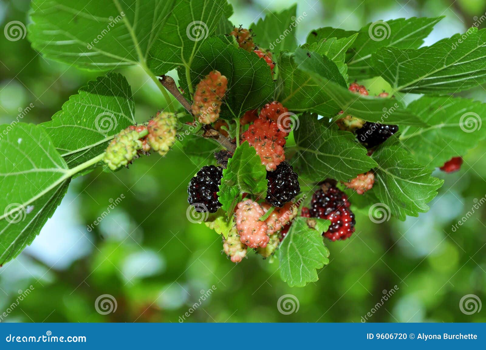 Mulberry stock photo. Image of foodstuff, fruit, concept 9606720