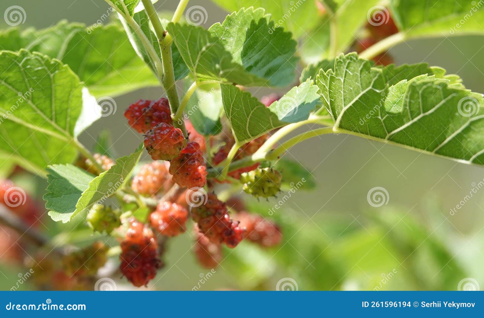 Mulberry Berries on a Branch Stock Photo Image of tree, juicy 261596194
