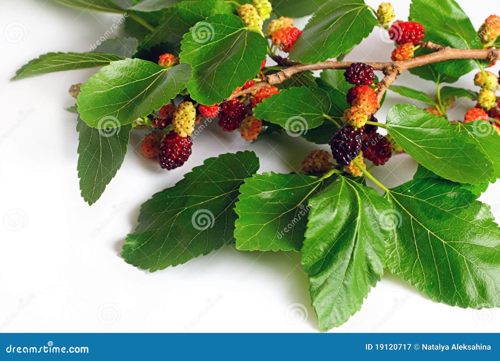 Mulberry branch stock image. Image of berry, isolated 19120717