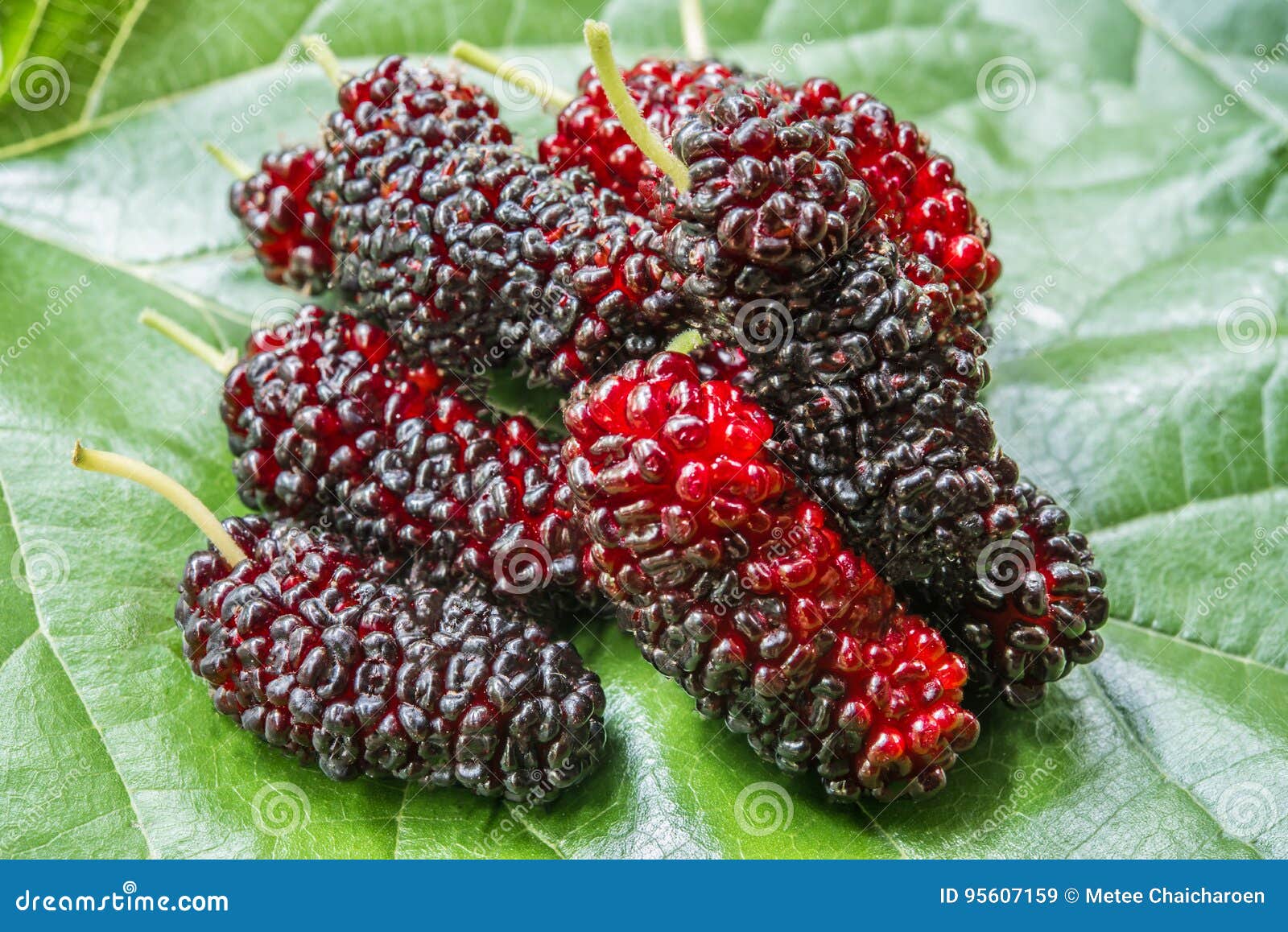 Mulberry stock image. Image of vegetarian, mulberry, healthy 95607159
