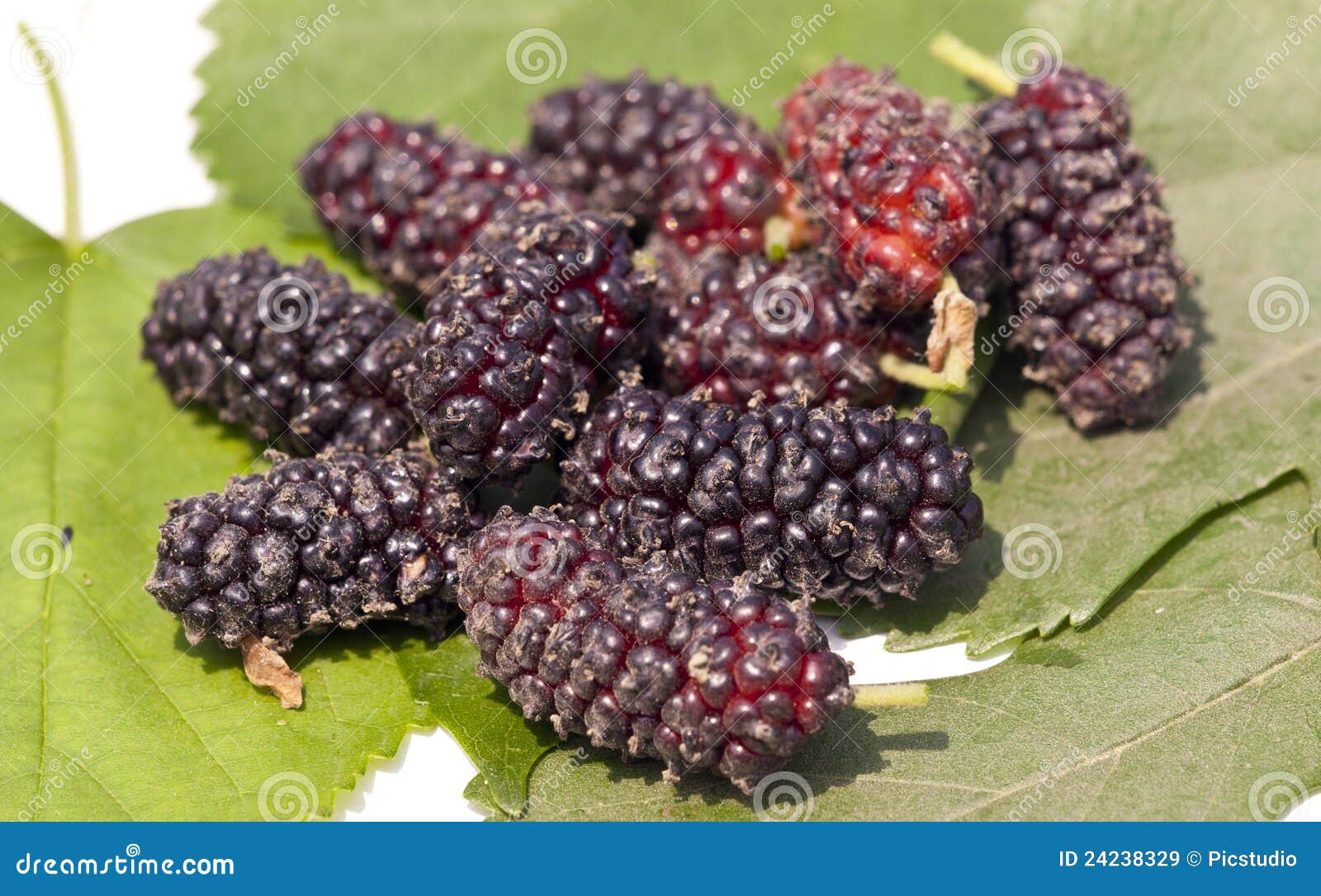 Mulberry fruit stock image. Image of freshness, healthy 24238329
