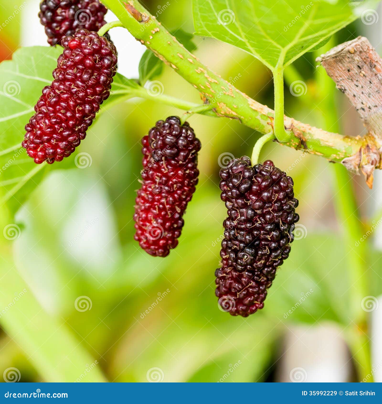 Mulberry fruit stock image. Image of fresh, garden, fruit 35992229