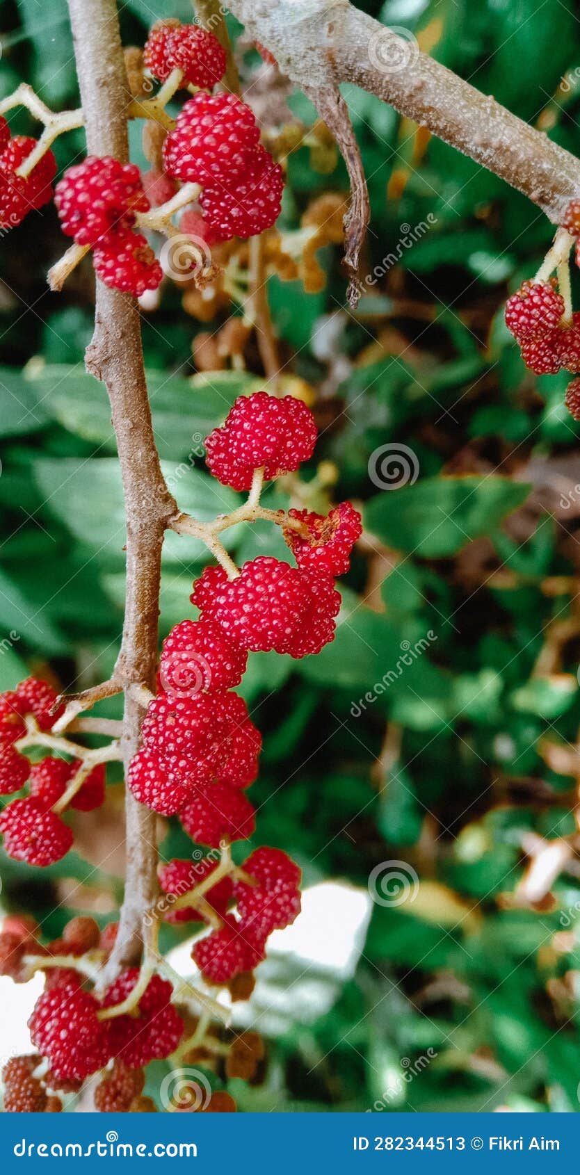 Mulberry Fruit on the Tree. Berries on the Plantation Stock Image