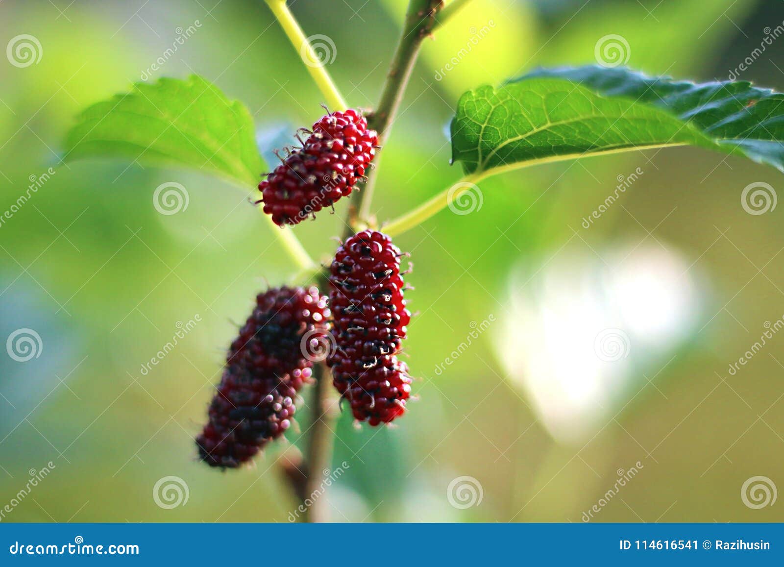 mulberry fruits also known as morus rubra for the red species