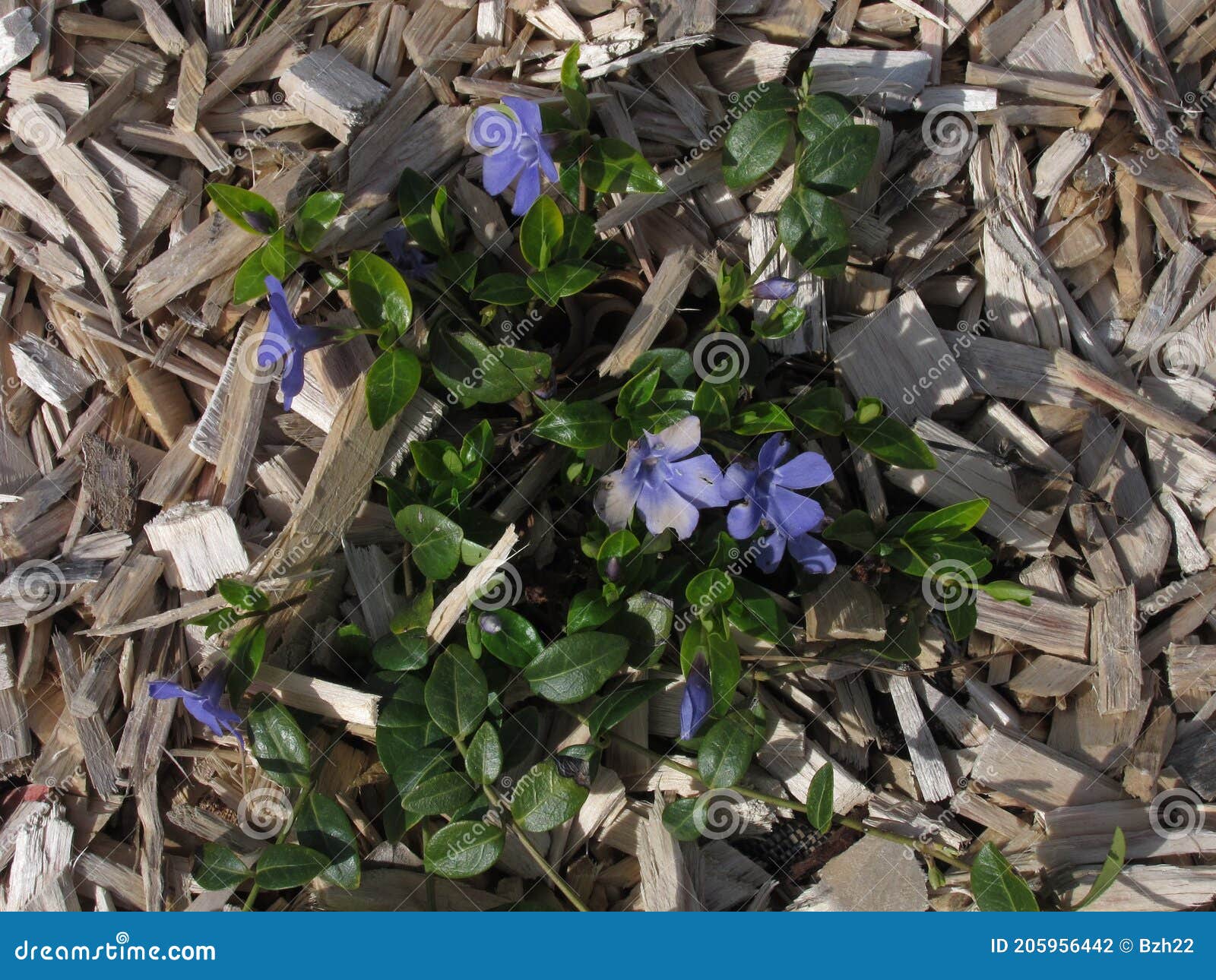 Mulching a Flower Bed with Wood Chips Stock Photo Image of wood