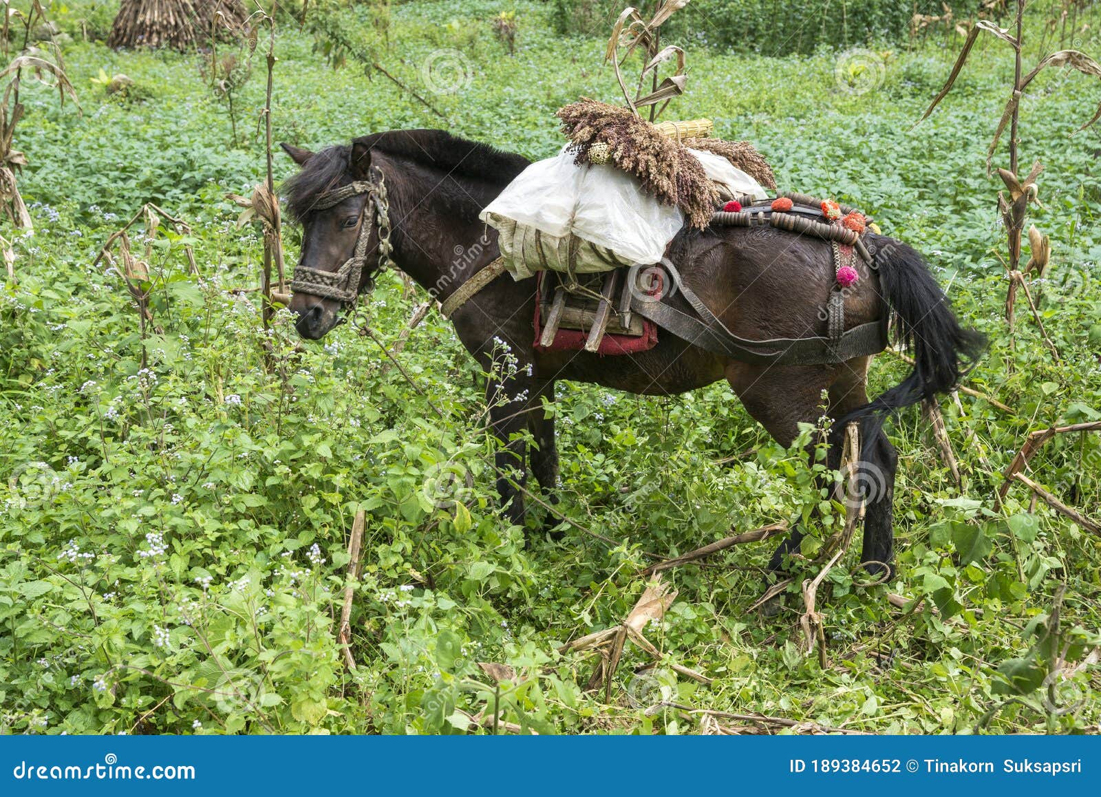 mule with cargo of hmong eating in field is a hybrid animal is popularly used as a vehicle for loading distinguishing feature of