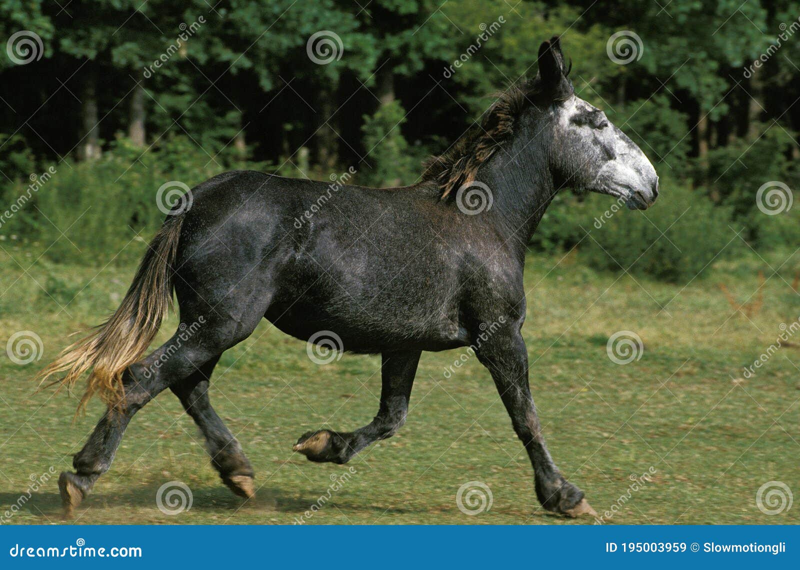 Male horse female donkey