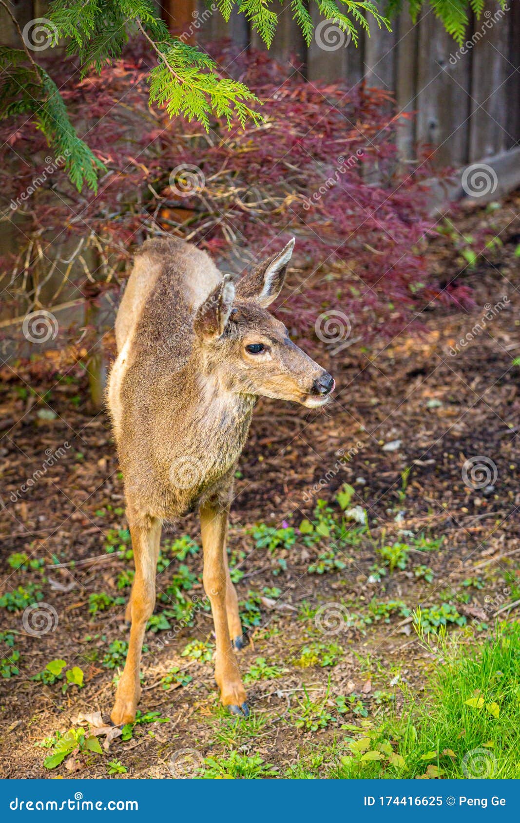Mule Deer in Backyard stock image. Image of color, mammals 174416625