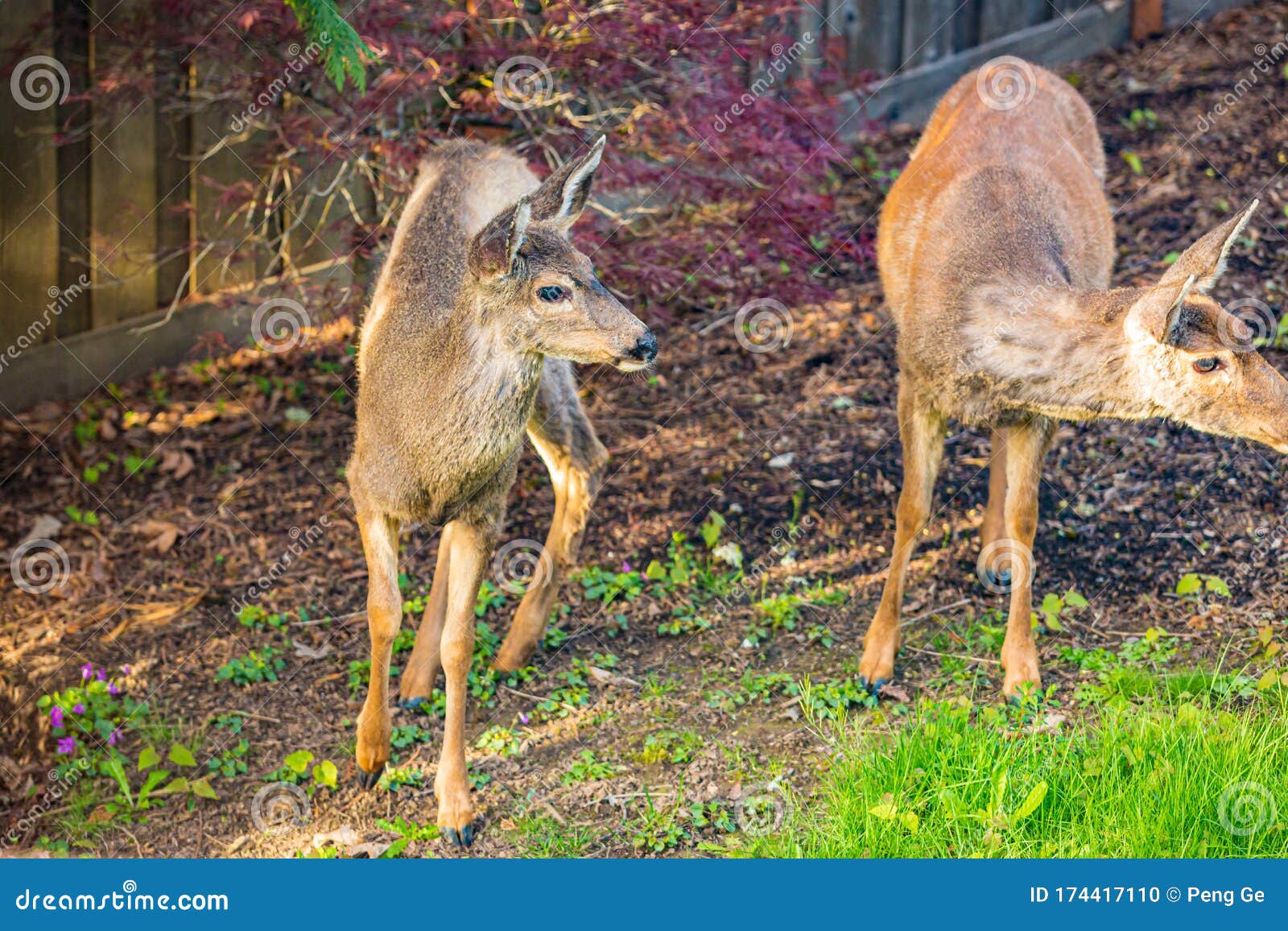 Mule Deer in Backyard stock photo. Image of horizontal 174417110