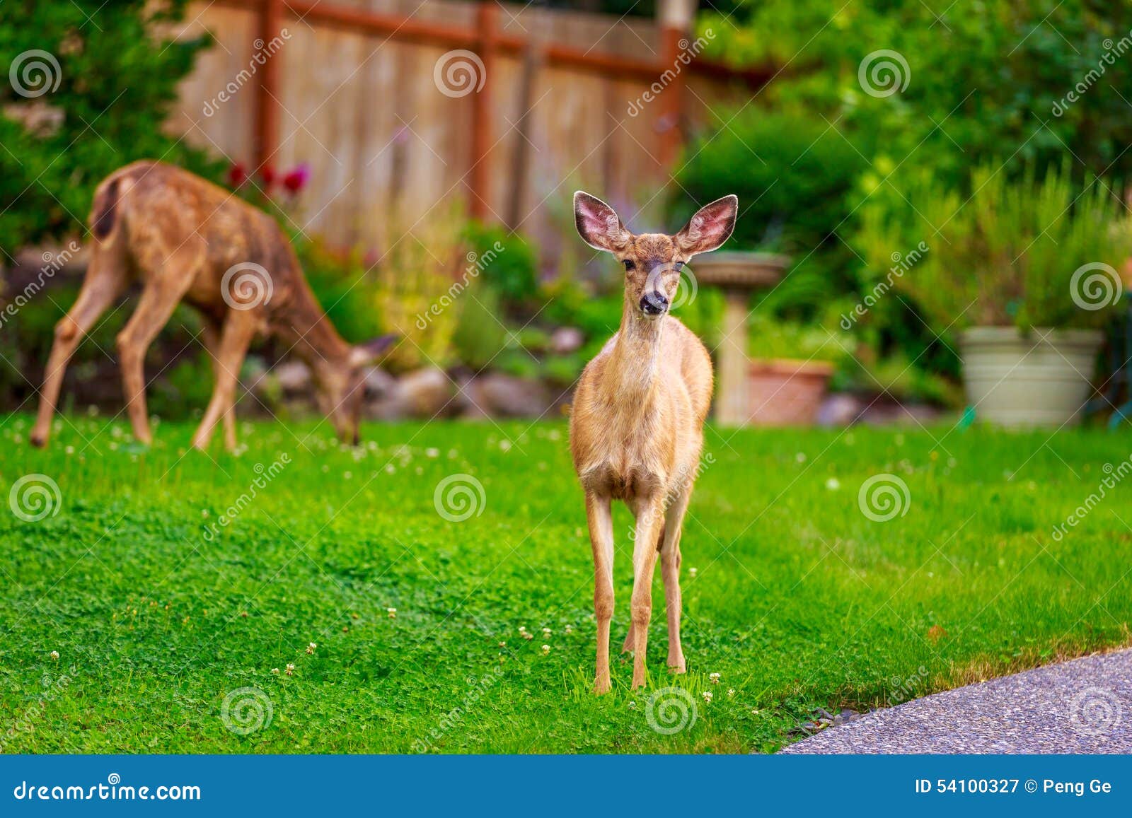 Mule Deer in Backyard stock image. Image of animals, vertebrates 54100327