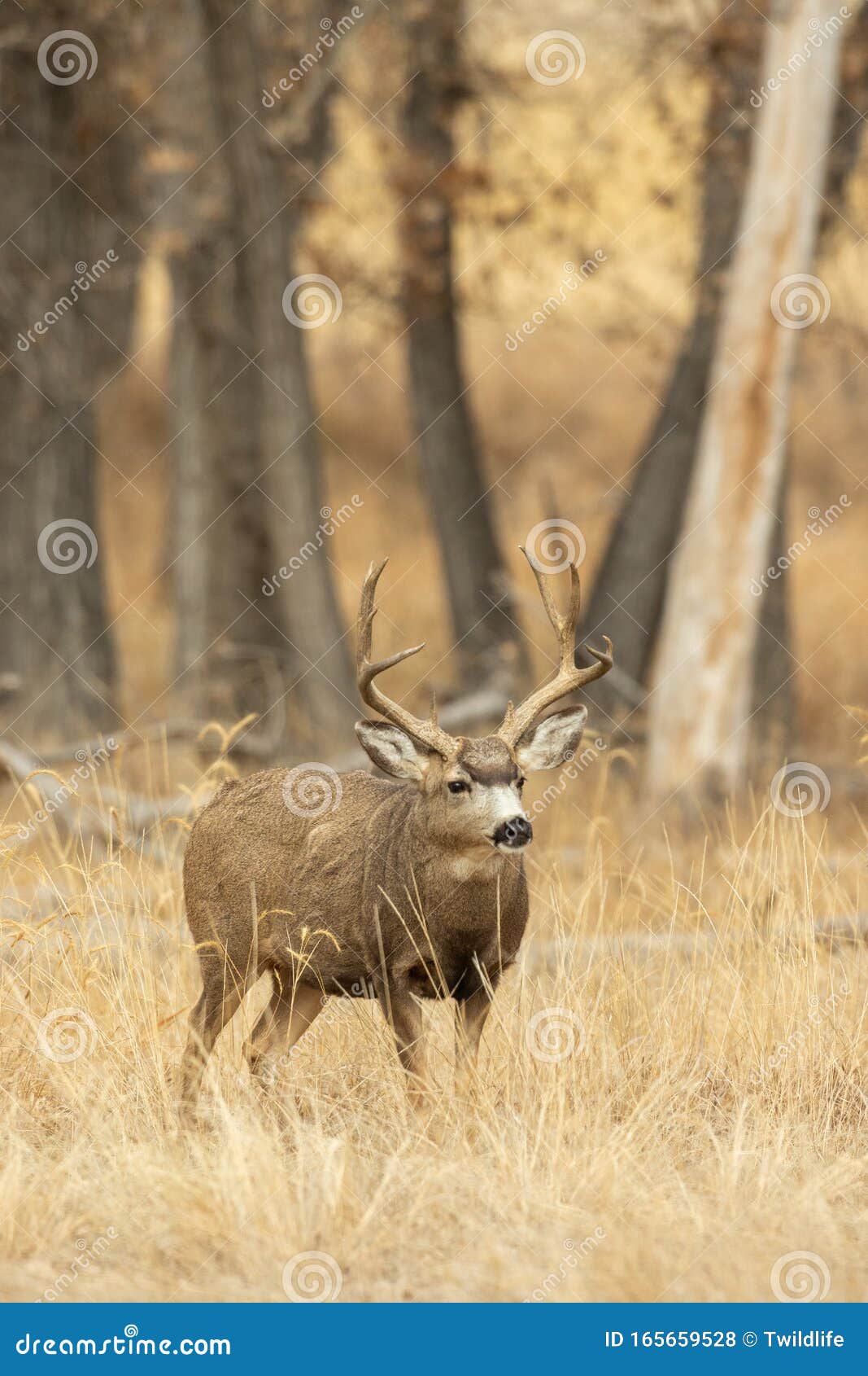 Mule Deer Buck Bedded in Autumn in Colorado Stock Photo - Image of ...