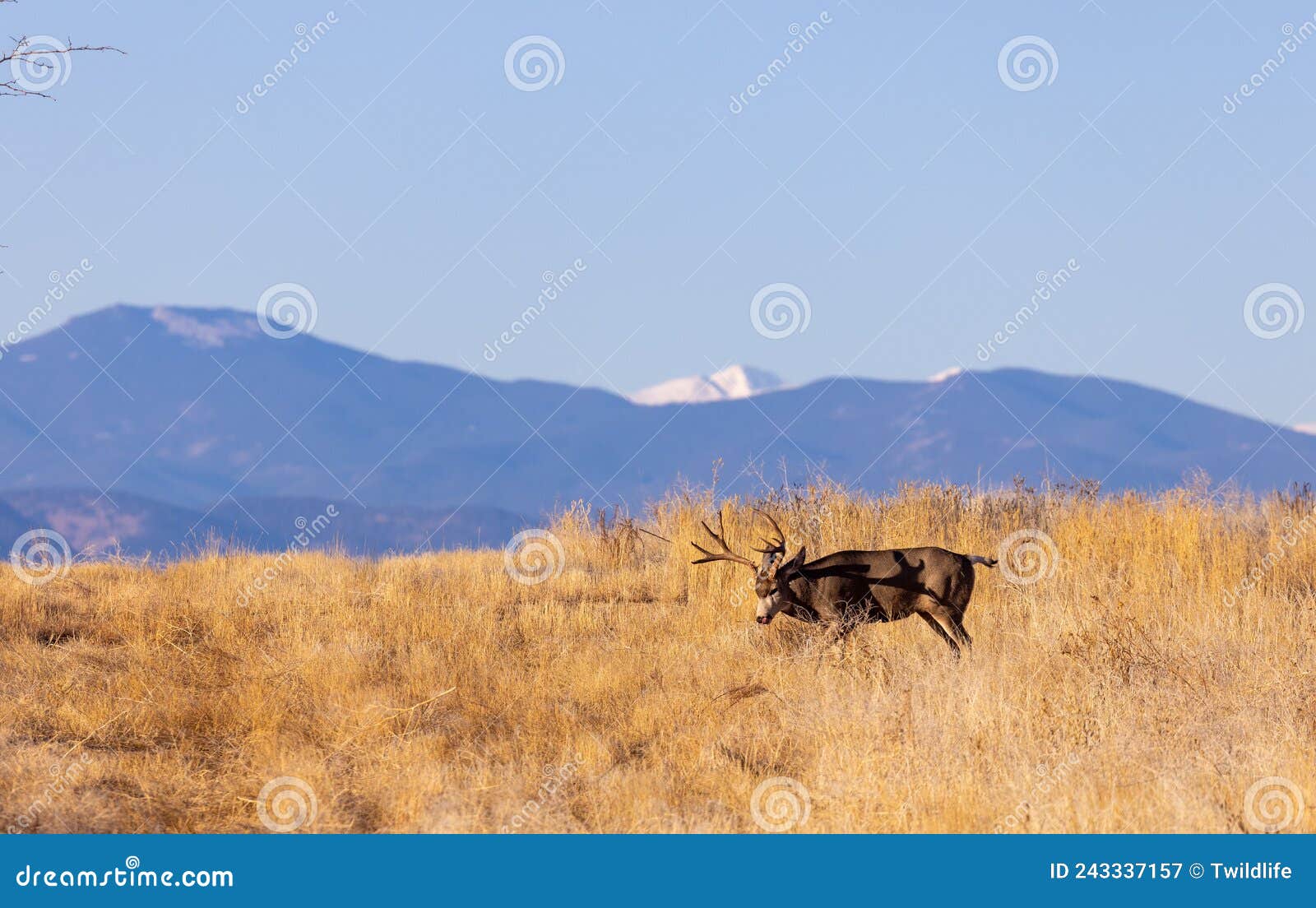 Mule Deer Buck in Fall in Colorado Stock Image - Image of fall, deer ...