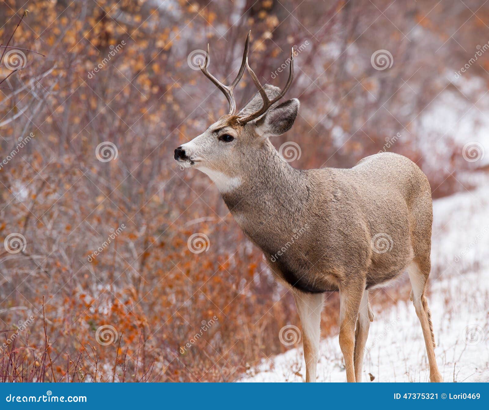 Mule Deer Buck Looking To Right Stock Image - Image of antlers, deer ...