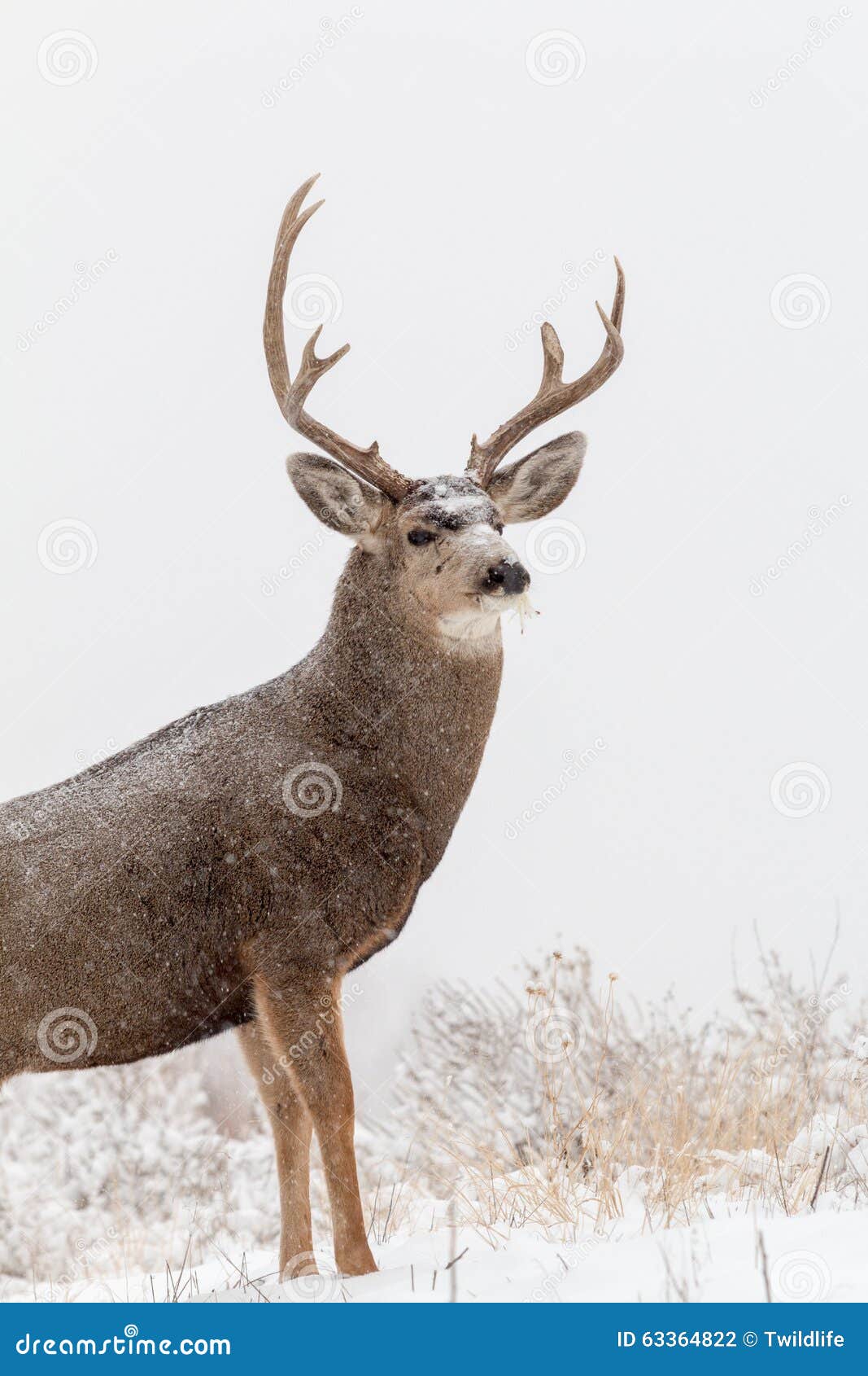 Mule Deer Buck Portrait in Snow Stock Photo - Image of antlers, buck ...