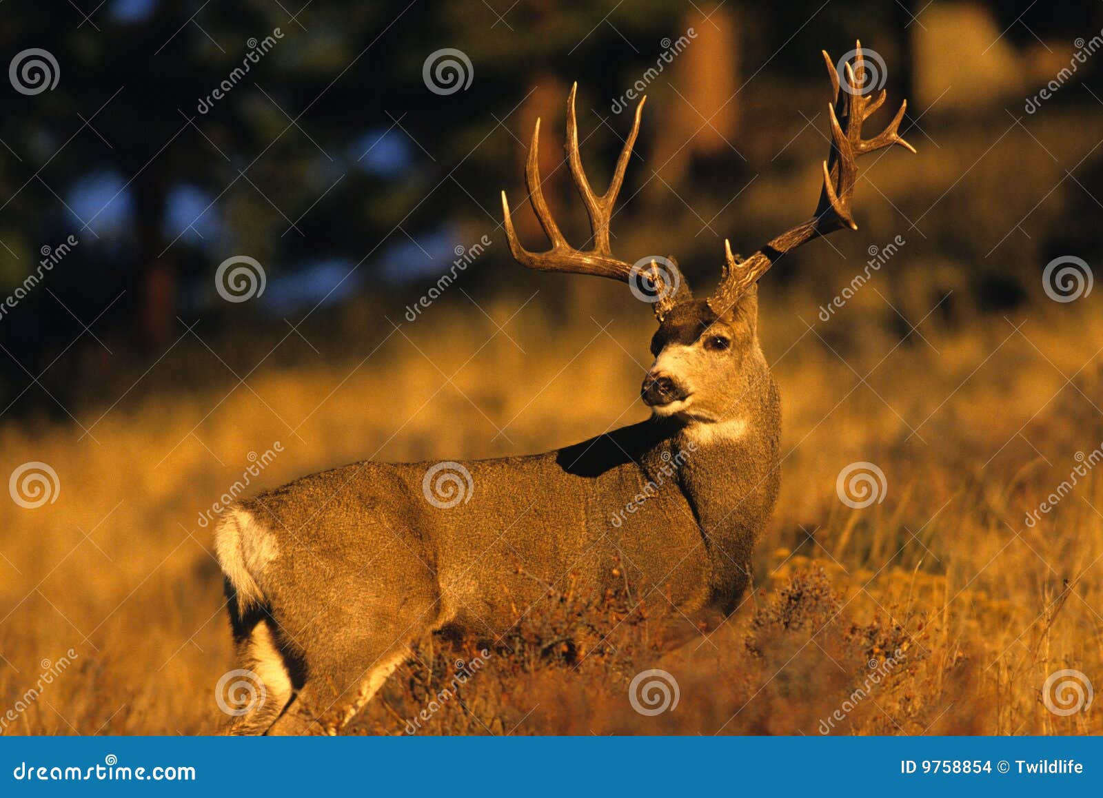 mule deer buck in rut