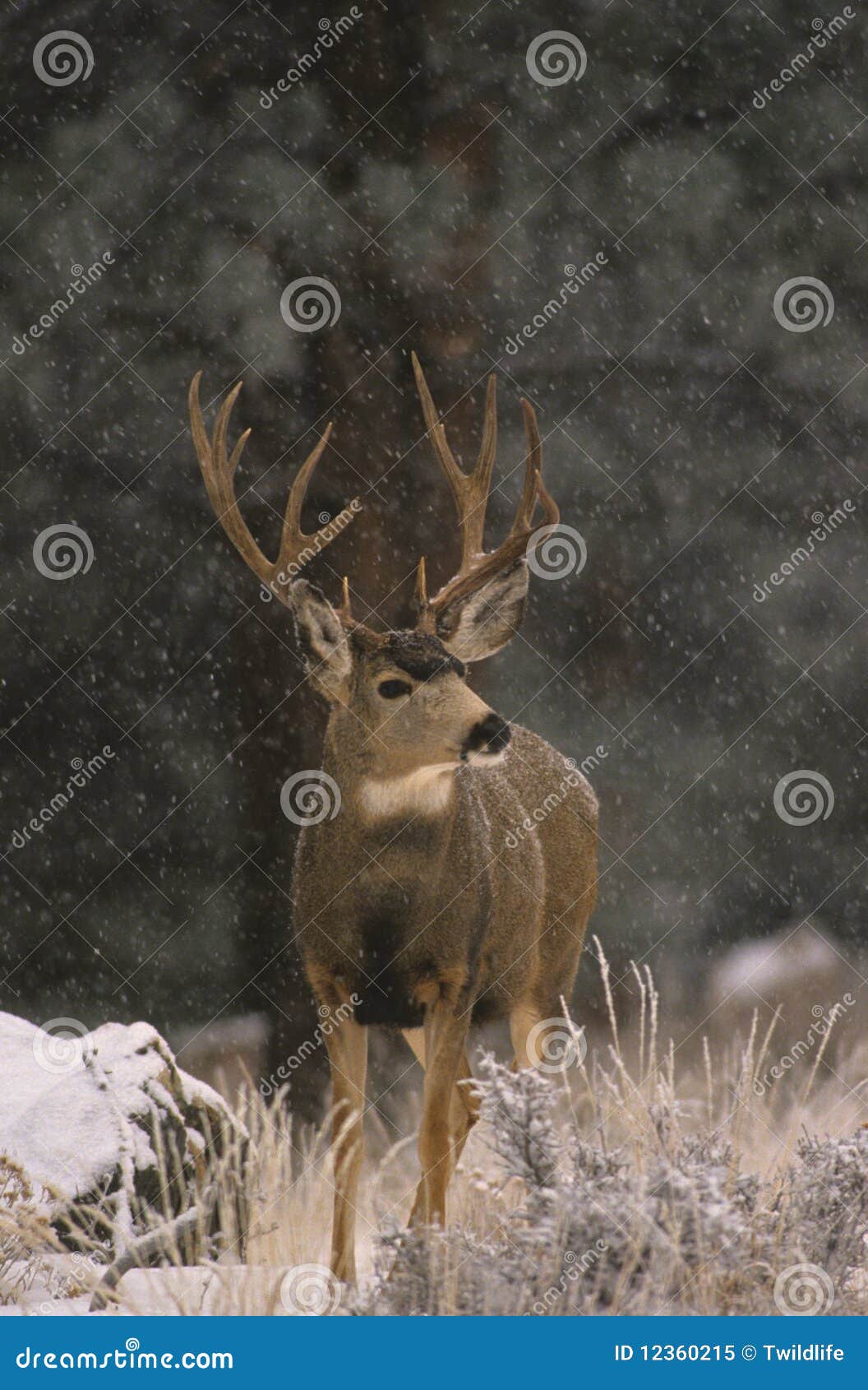 Mule Deer Buck in Snow stock image. Image of deer, hunting 12360215