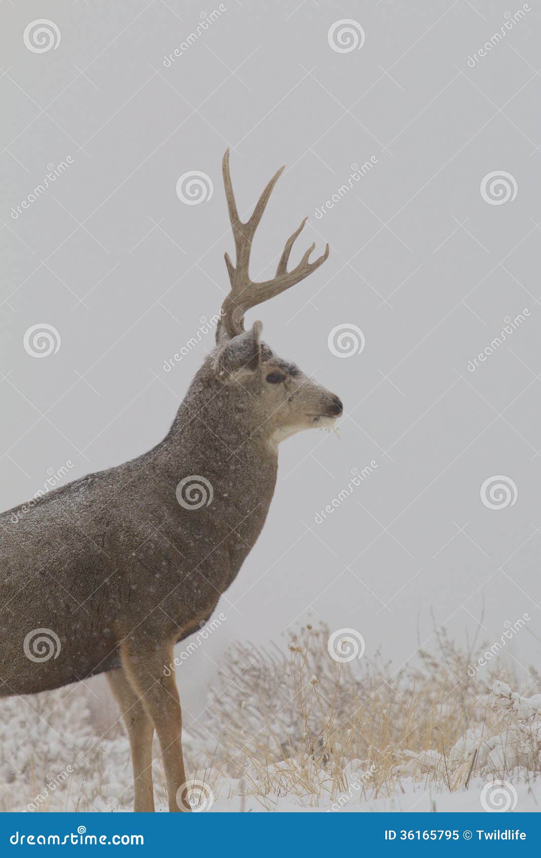 Mule Deer Buck in Snow stock image. Image of west, animal - 36165795