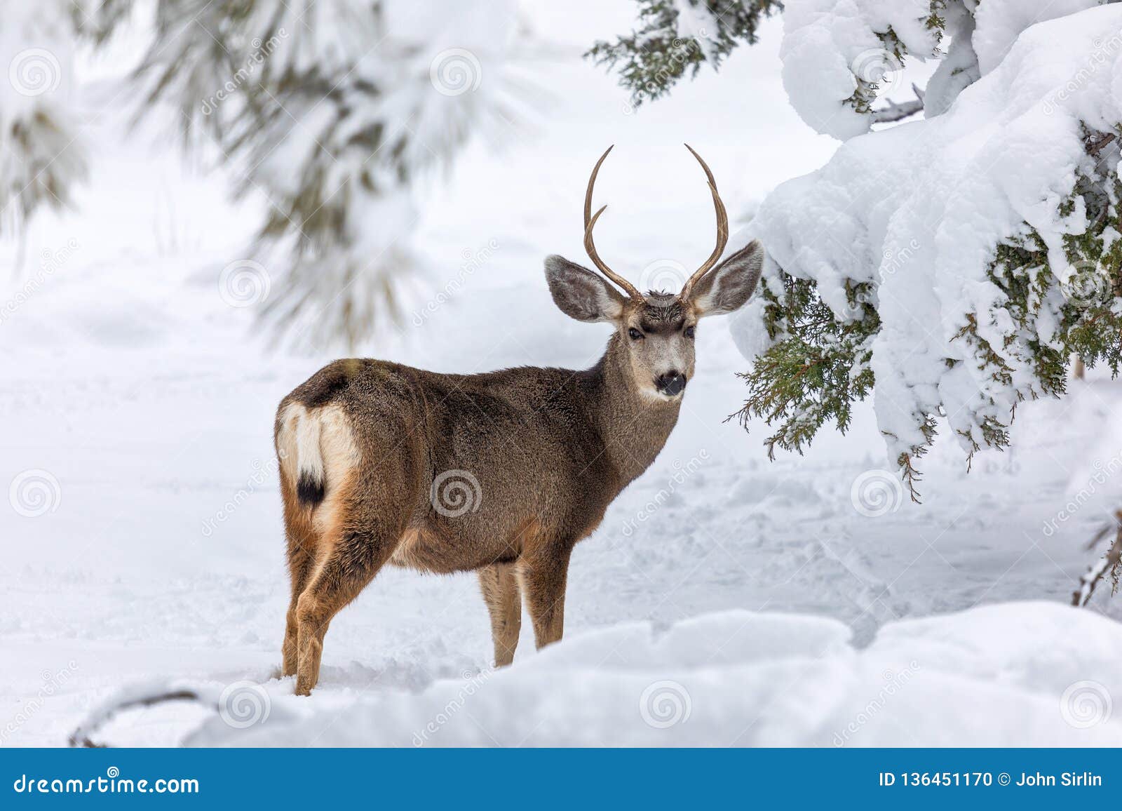 Mule deer buck in snow stock photo. Image of antlers - 136451170