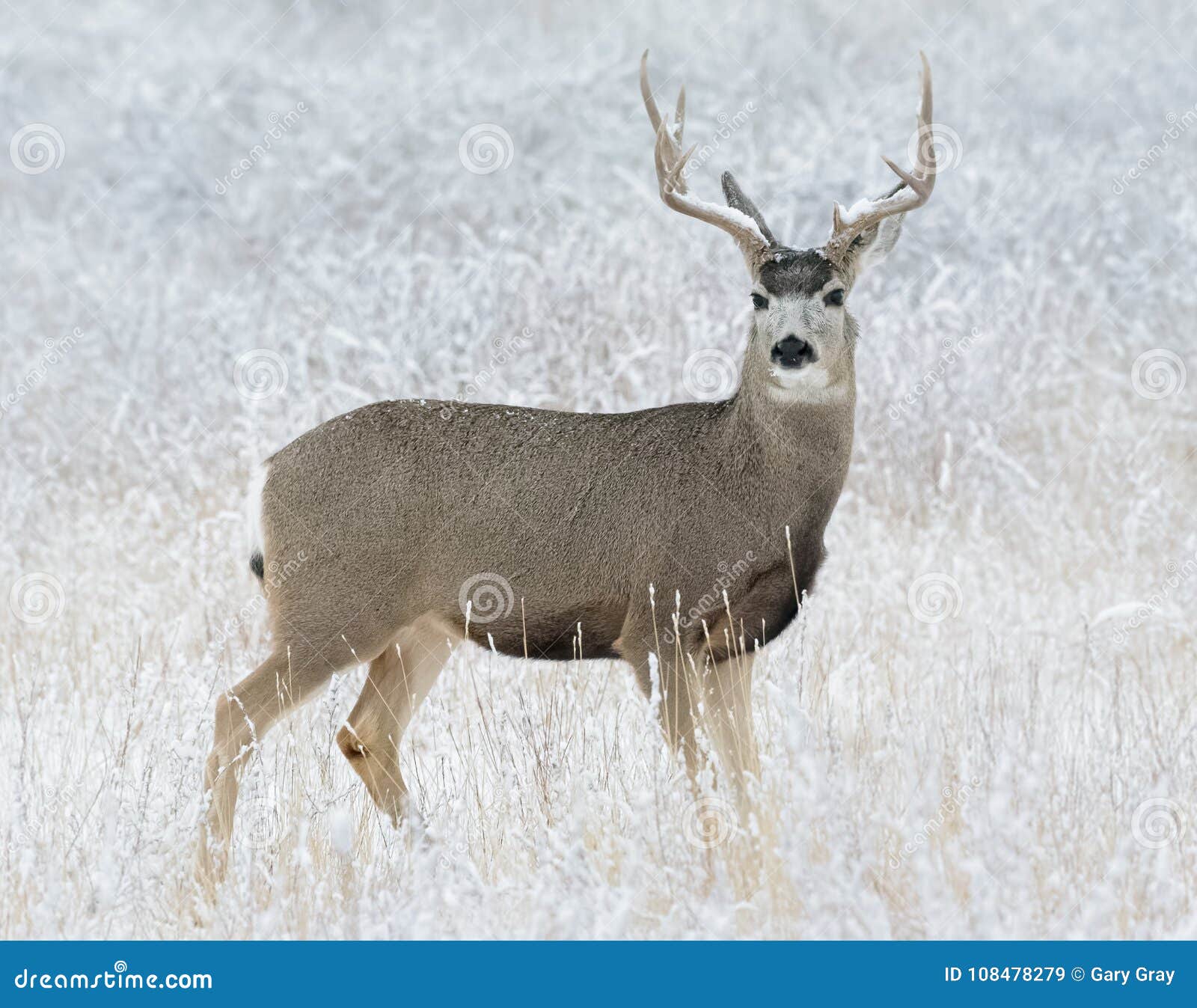 Wild Deer on the High Plains of Colorado - Mule Deer Buck in Fie Stock ...