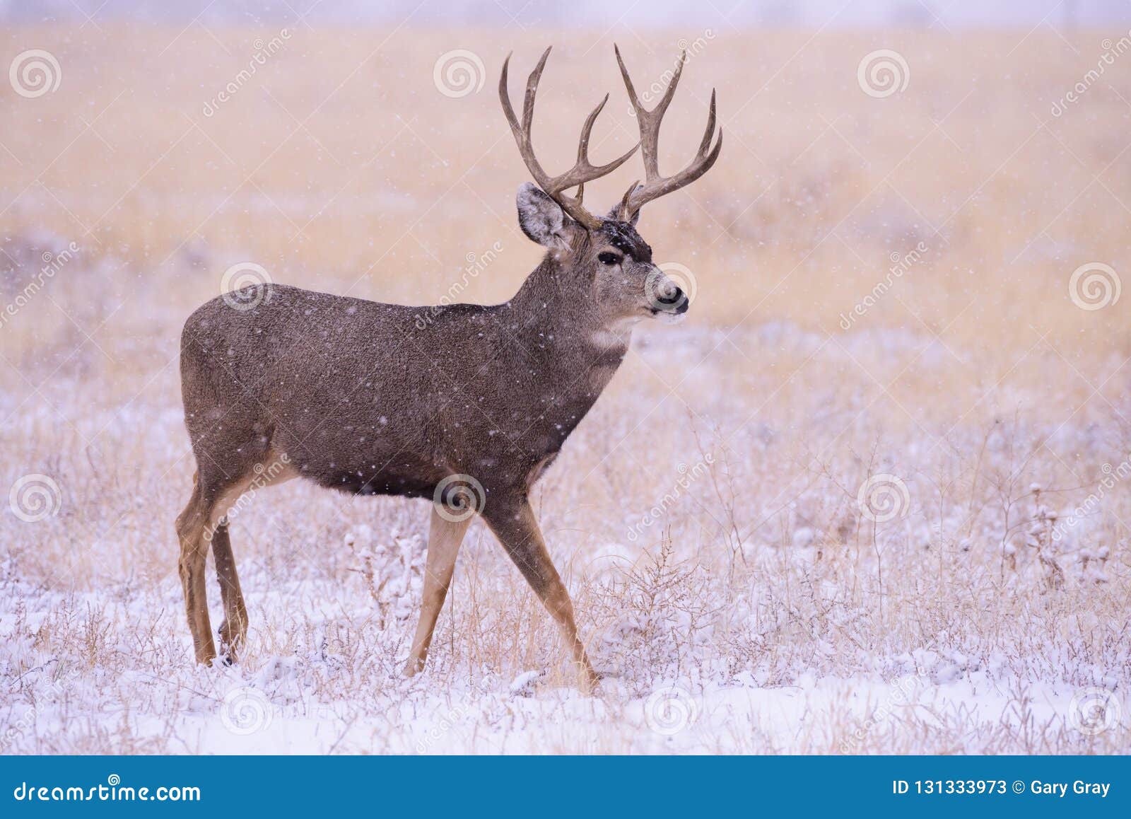 Mule Deer Buck in the Snow. Wild Deer on the High Plains of Colo Stock ...