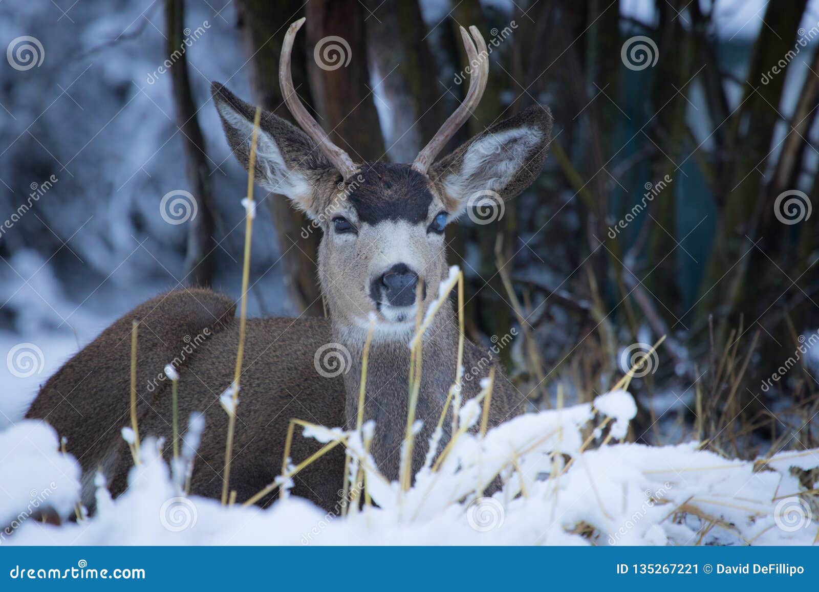 Mule Deer Bucks with Blind Eye Stock Image - Image of background ...