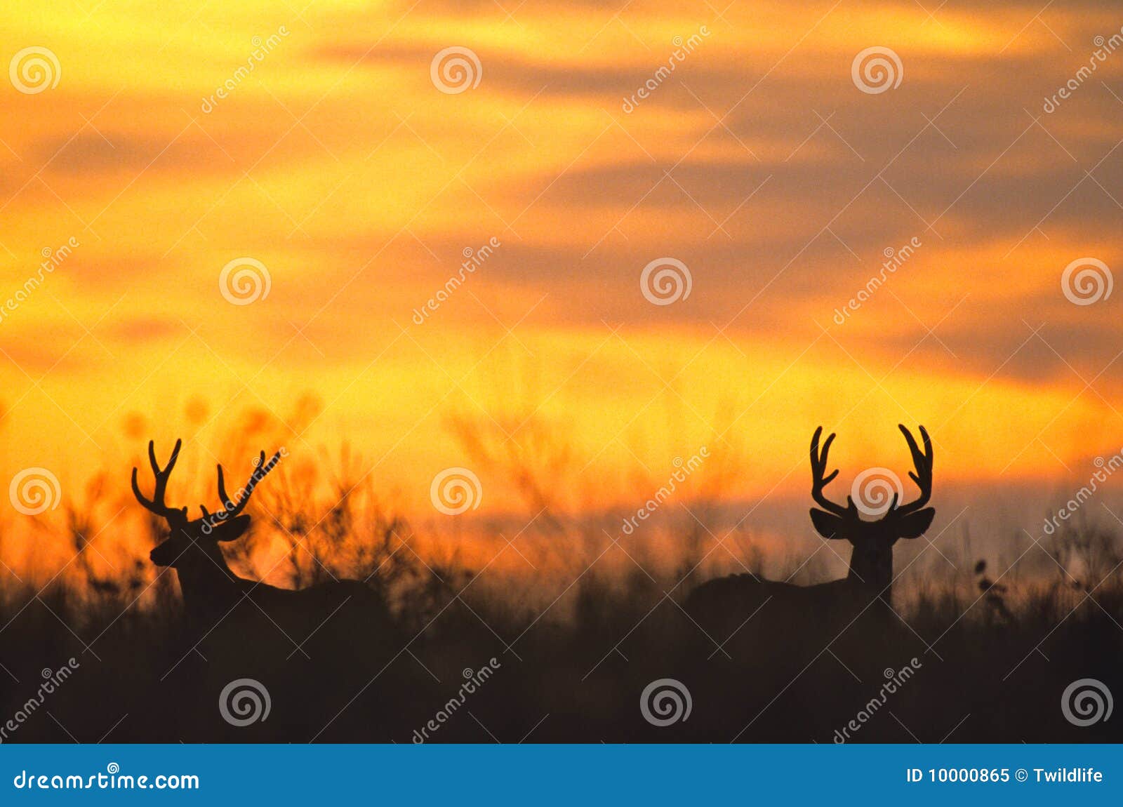 Mule Deer Sunset Stock Photo