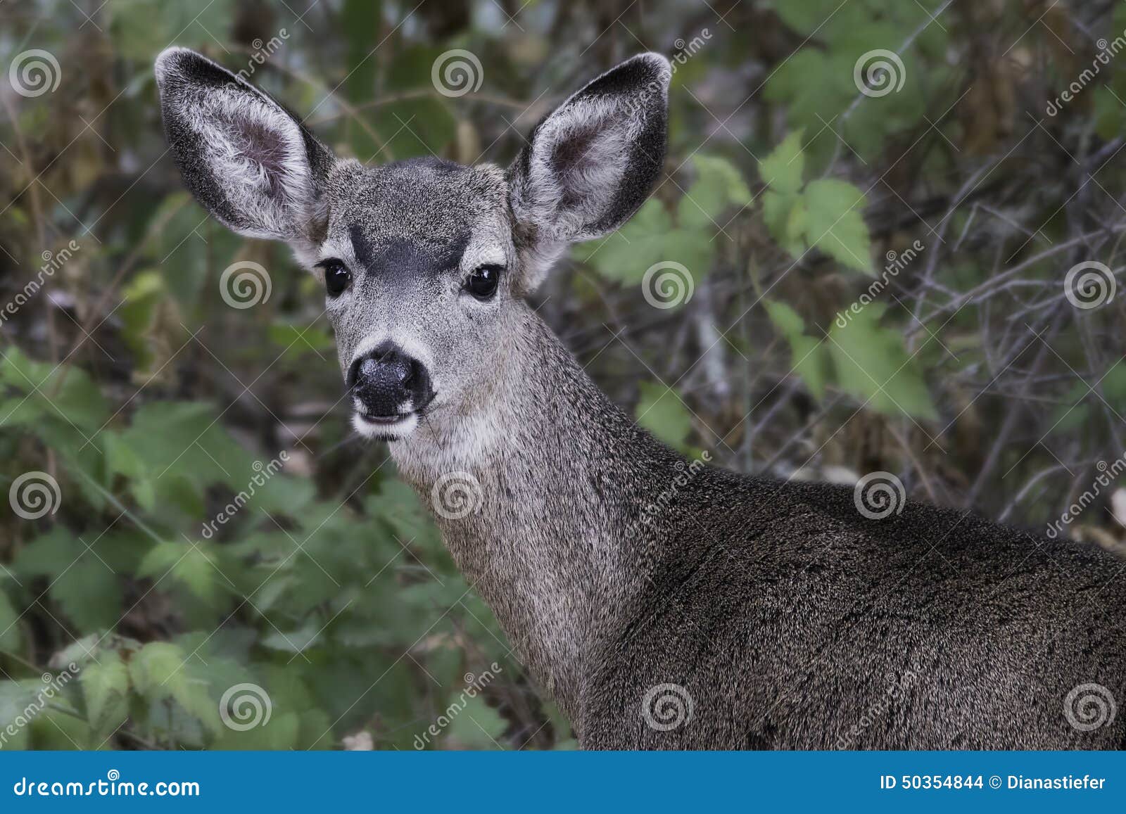 Mule Deer stock photo. Image of herbivore, looking, western 50354844
