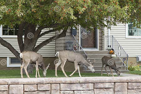 Mule Deer Grazing on Lawns in Rawlins, Wyoming Stock Image - Image of ...