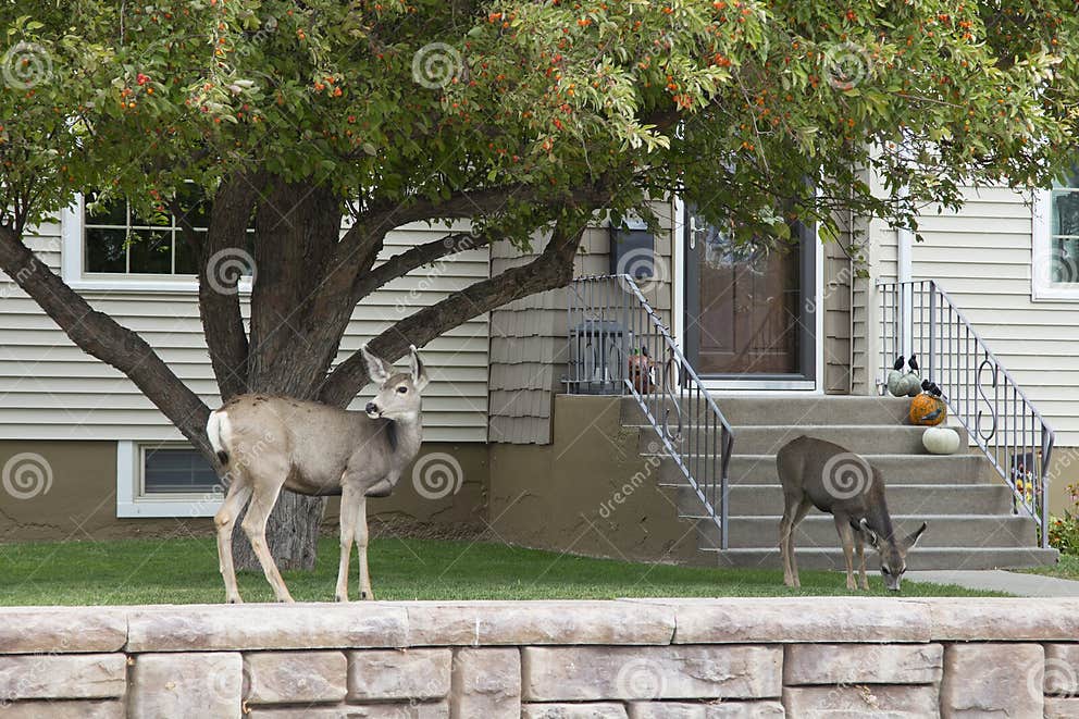 Mule Deer Grazing on Lawns in Rawlins, Wyoming Stock Photo - Image of ...