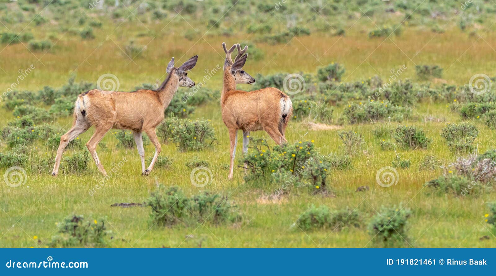 Mule Deer stock image. Image of preserve, odoceileus - 191821461