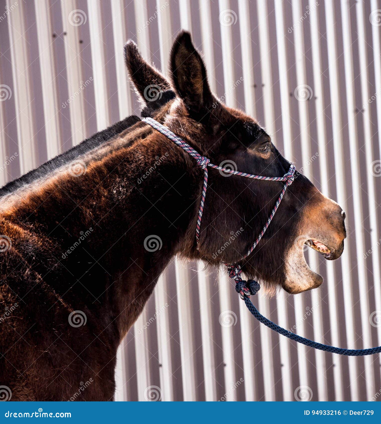 Mule stock photo. Image of ears, mule, joke, long, listening 94933216