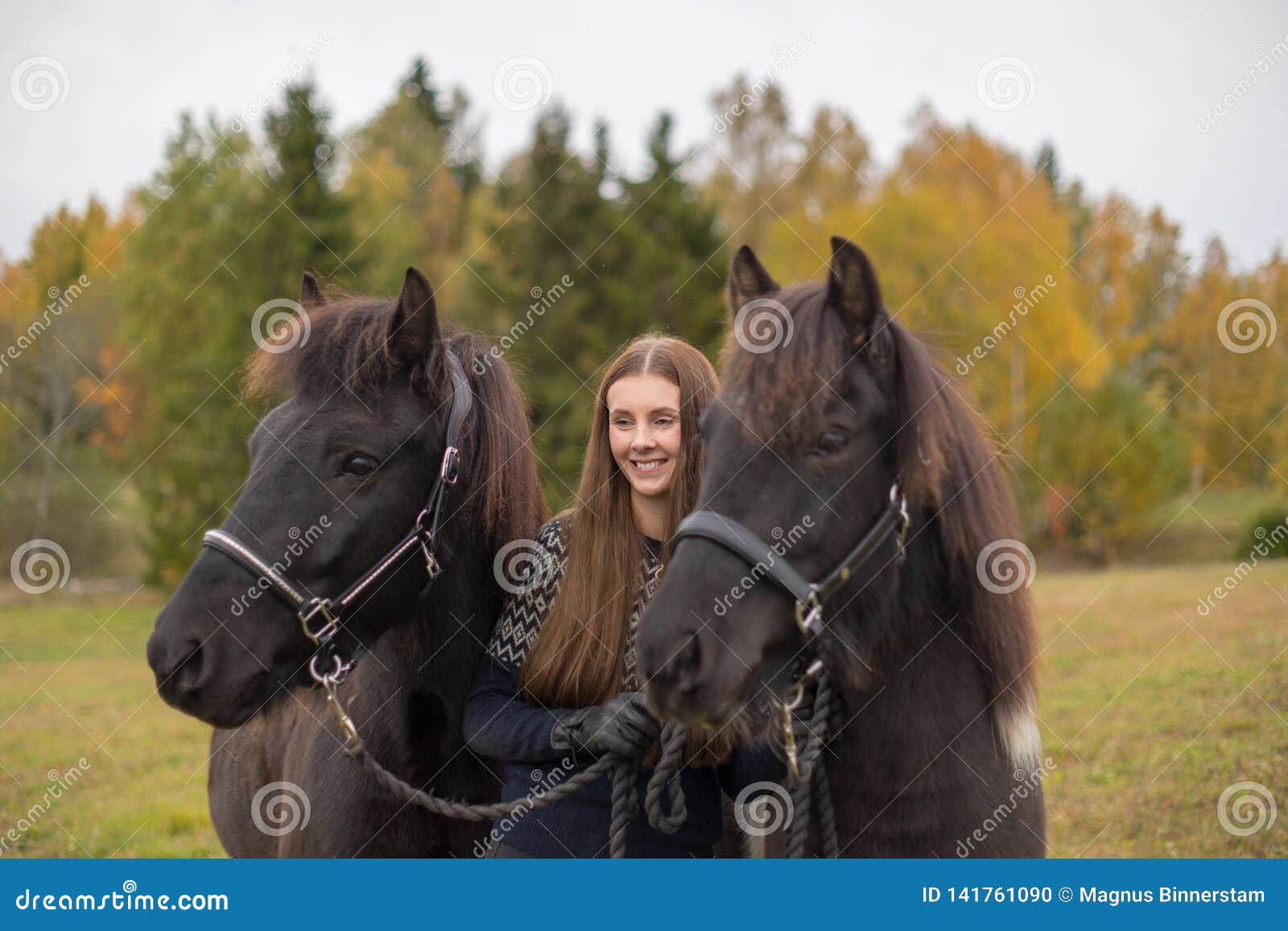 Cavalo Sorrindo Em Campos Islandeses Foto de Stock - Imagem de