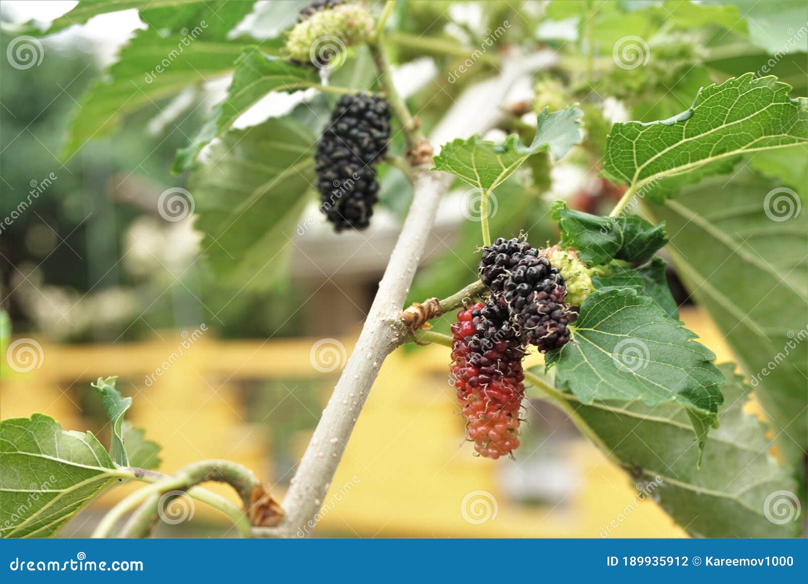 mullberry fuits on the tree