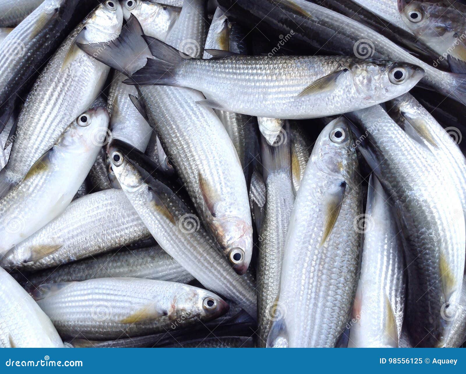 Mullet fish stock image. Image of scales, spinning, reef - 98556125