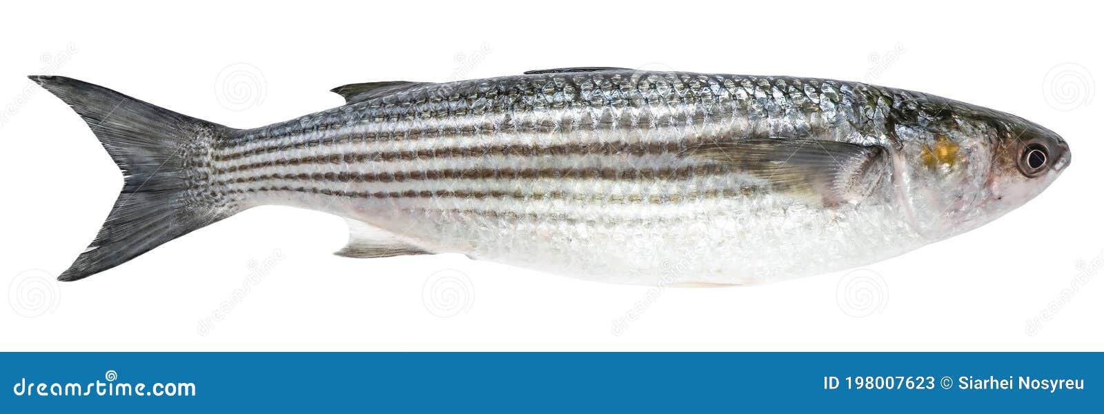 mullet  on white background. fish striped mullet