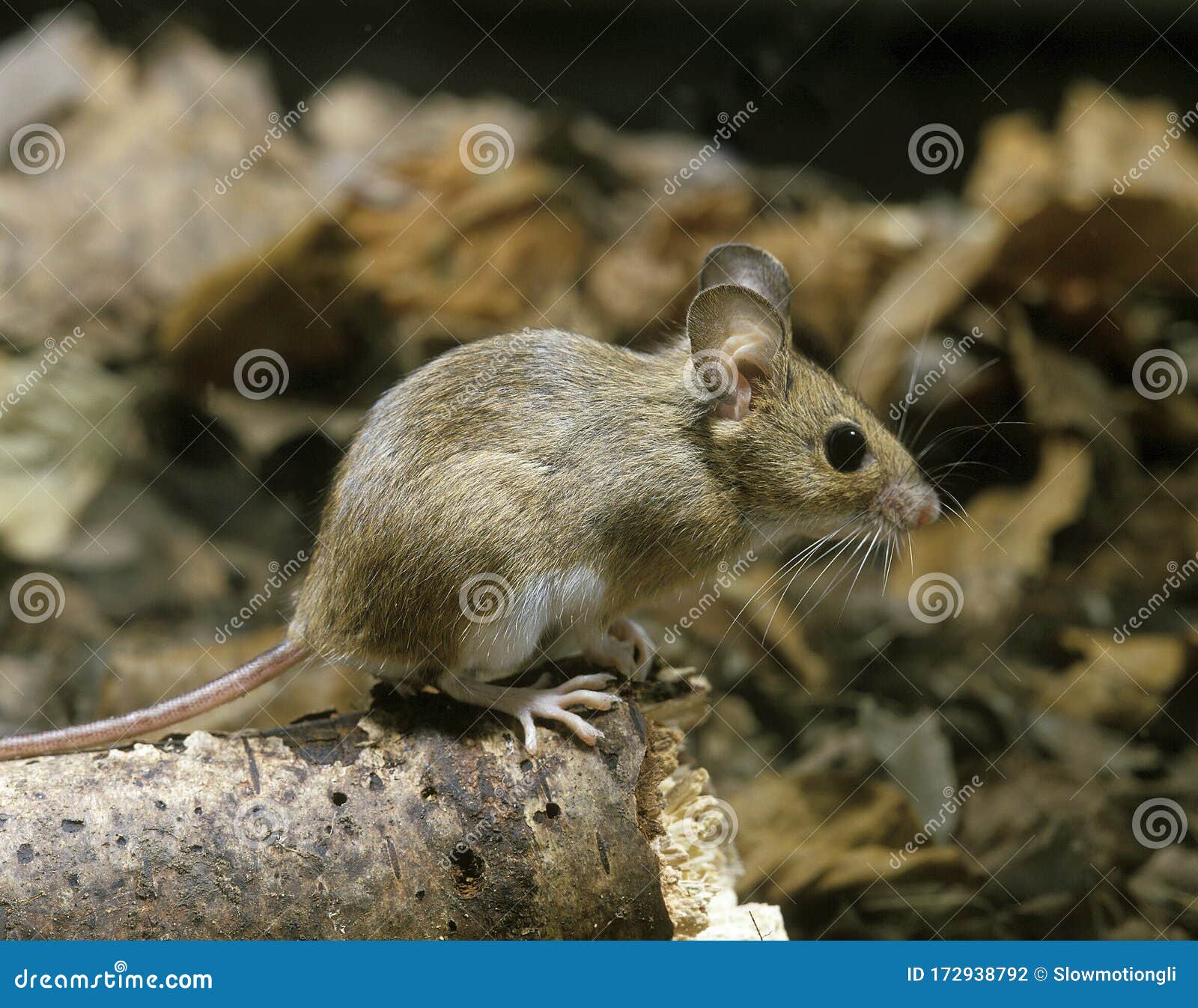 Mulot A Collier Roux Apodemus Flavicollis Stock Photo Image Of Muridae Yellow Mulot A Collier Roux Apodemus Flavicollis Stock Photo Image Of Muridae Yellow