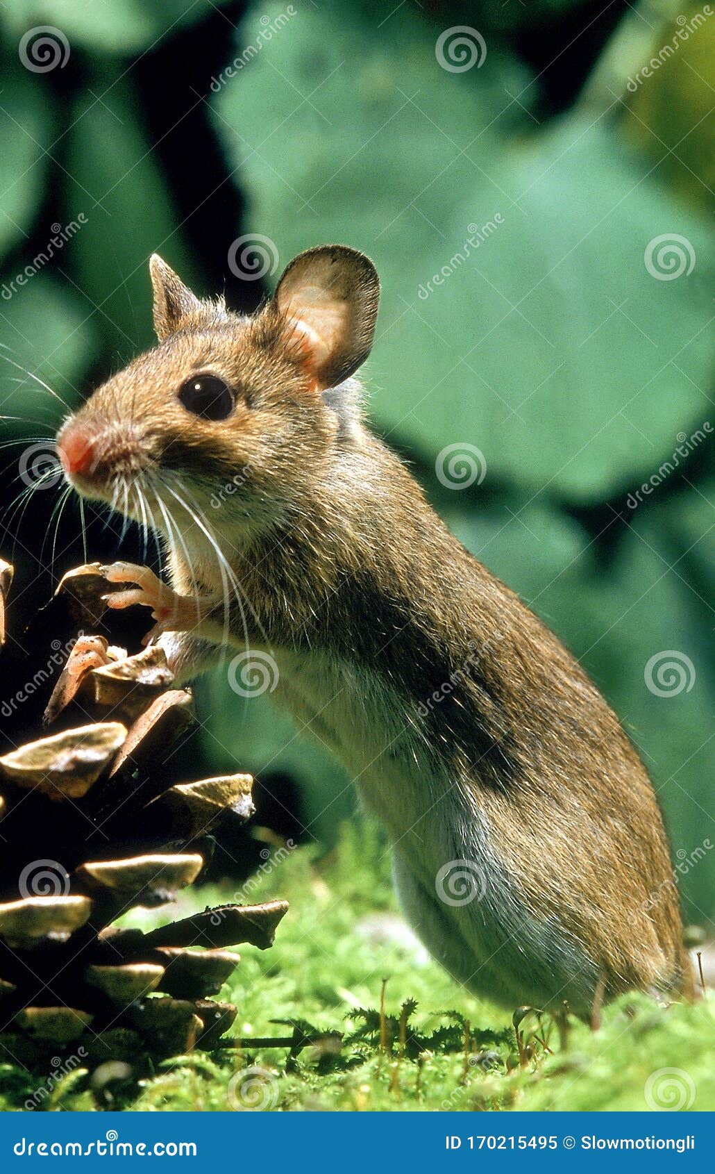 Mulot A Collier Roux Apodemus Flavicollis Stock Image Image Of Necked Yellow Mulot A Collier Roux Apodemus Flavicollis Stock Image Image Of Necked Yellow
