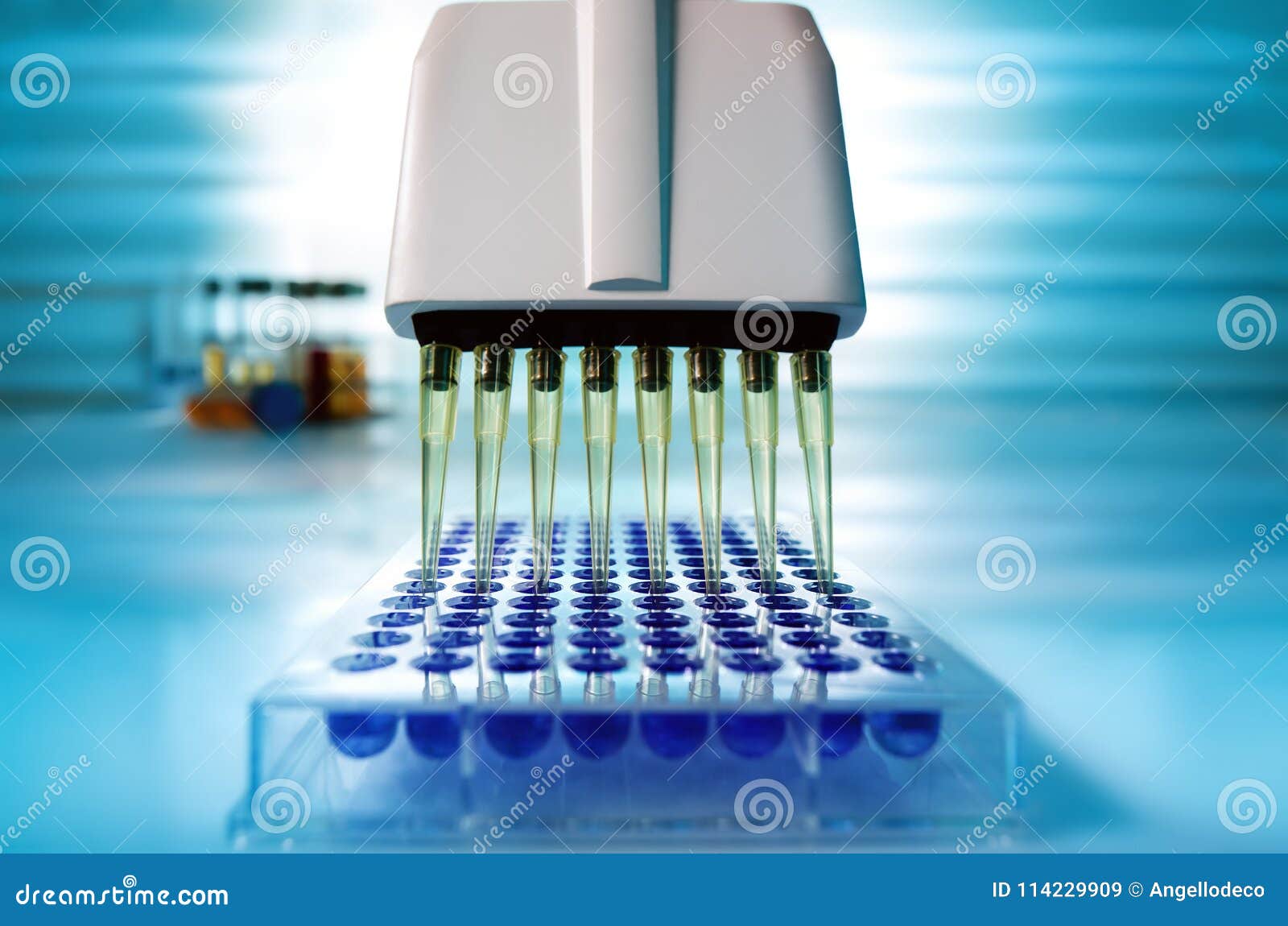 multi channel pipette loading biological samples in microplate f