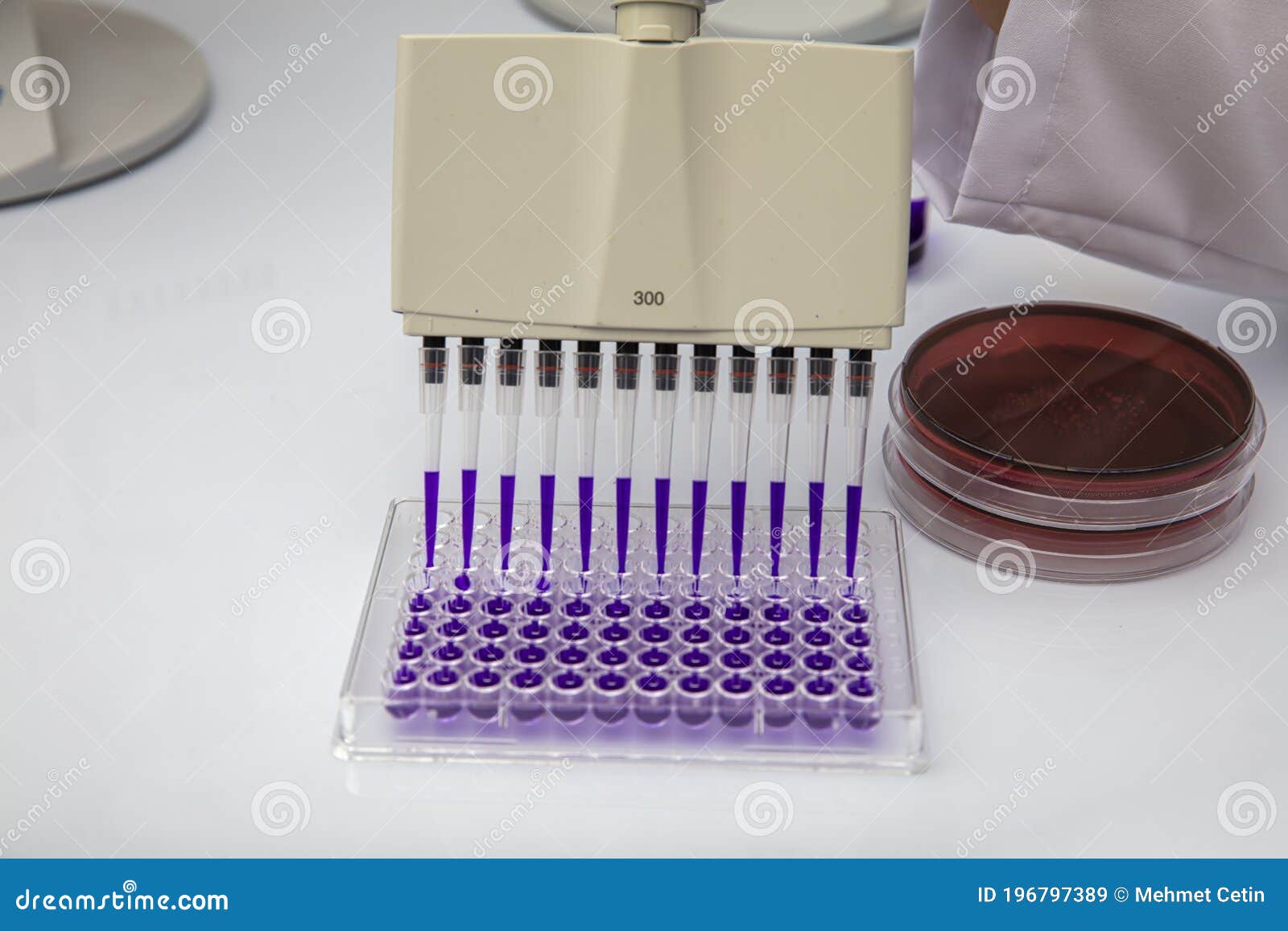Multi Channel Pipette Loading Biological Samples in Microplate for Test