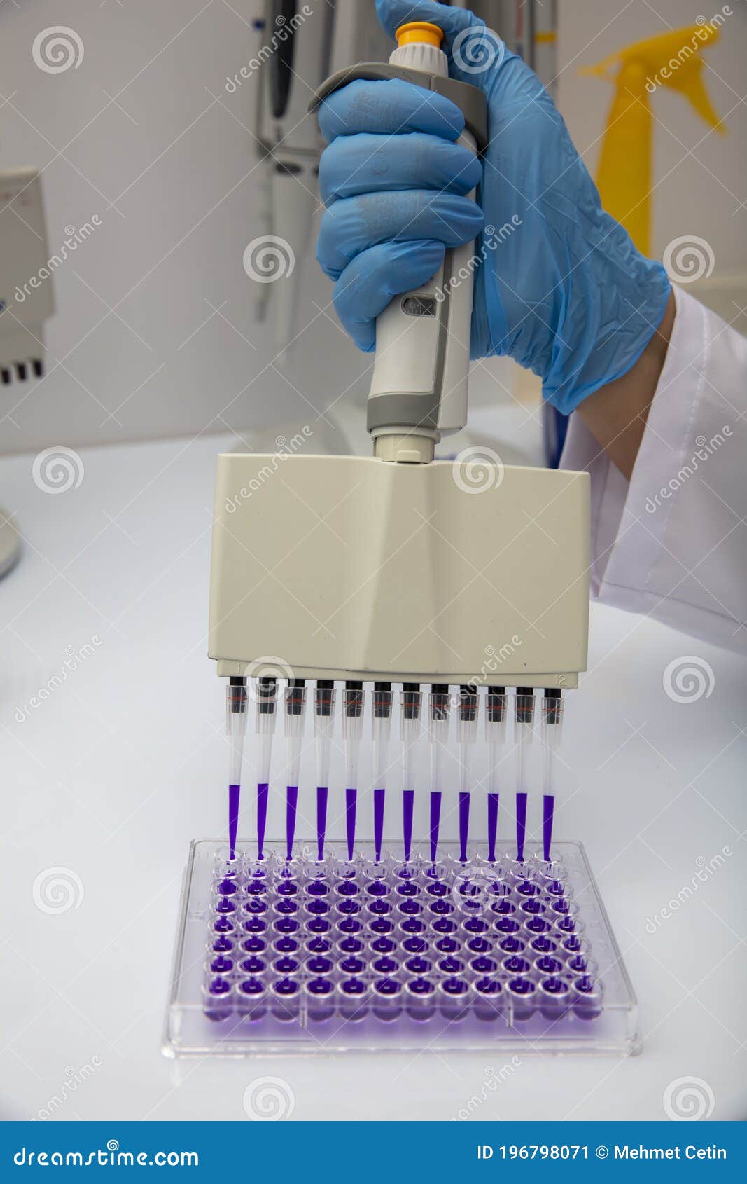 Multi Channel Pipette Loading Biological Samples in Microplate for Test