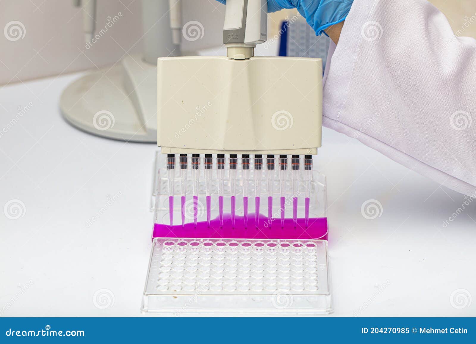 Multi Channel Pipette Loading Biological Samples in Microplate for Test