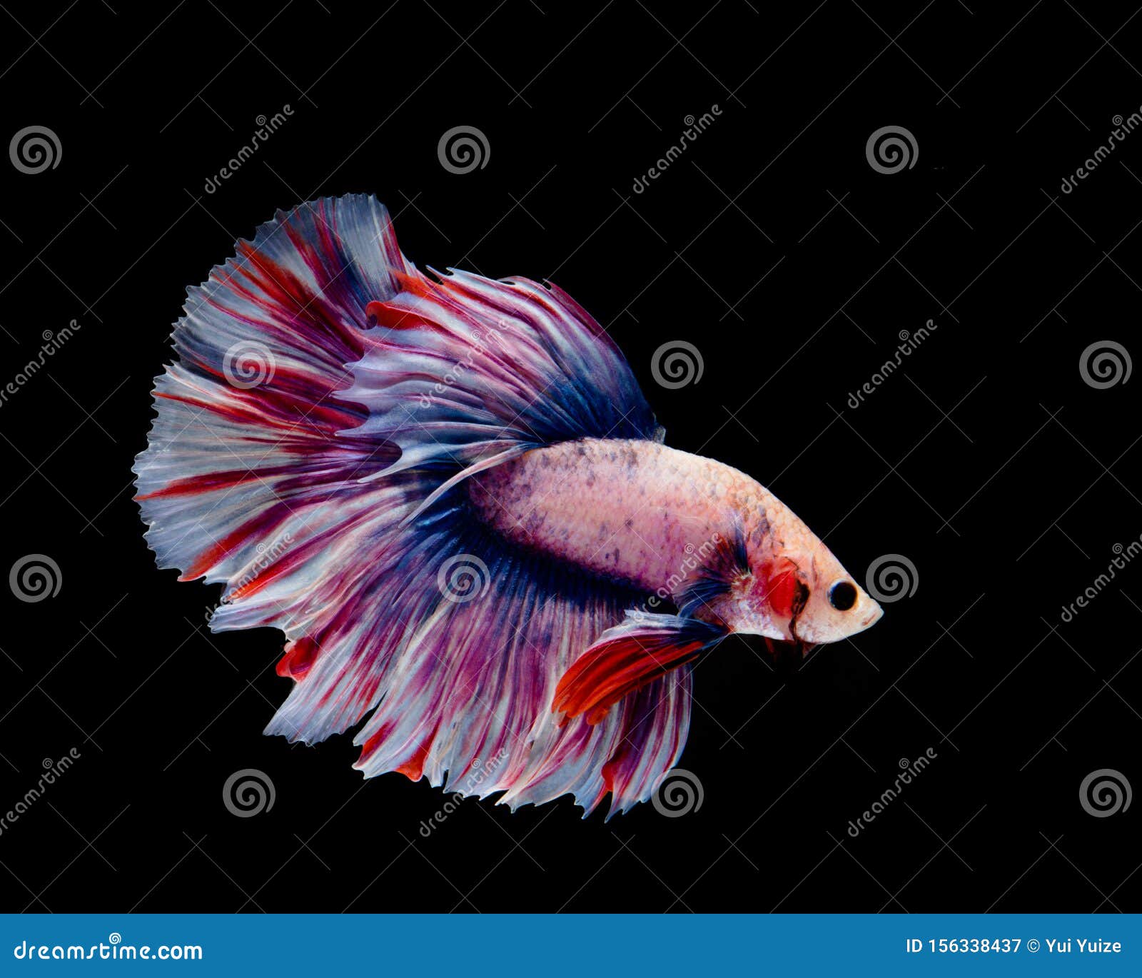 different color betta fish