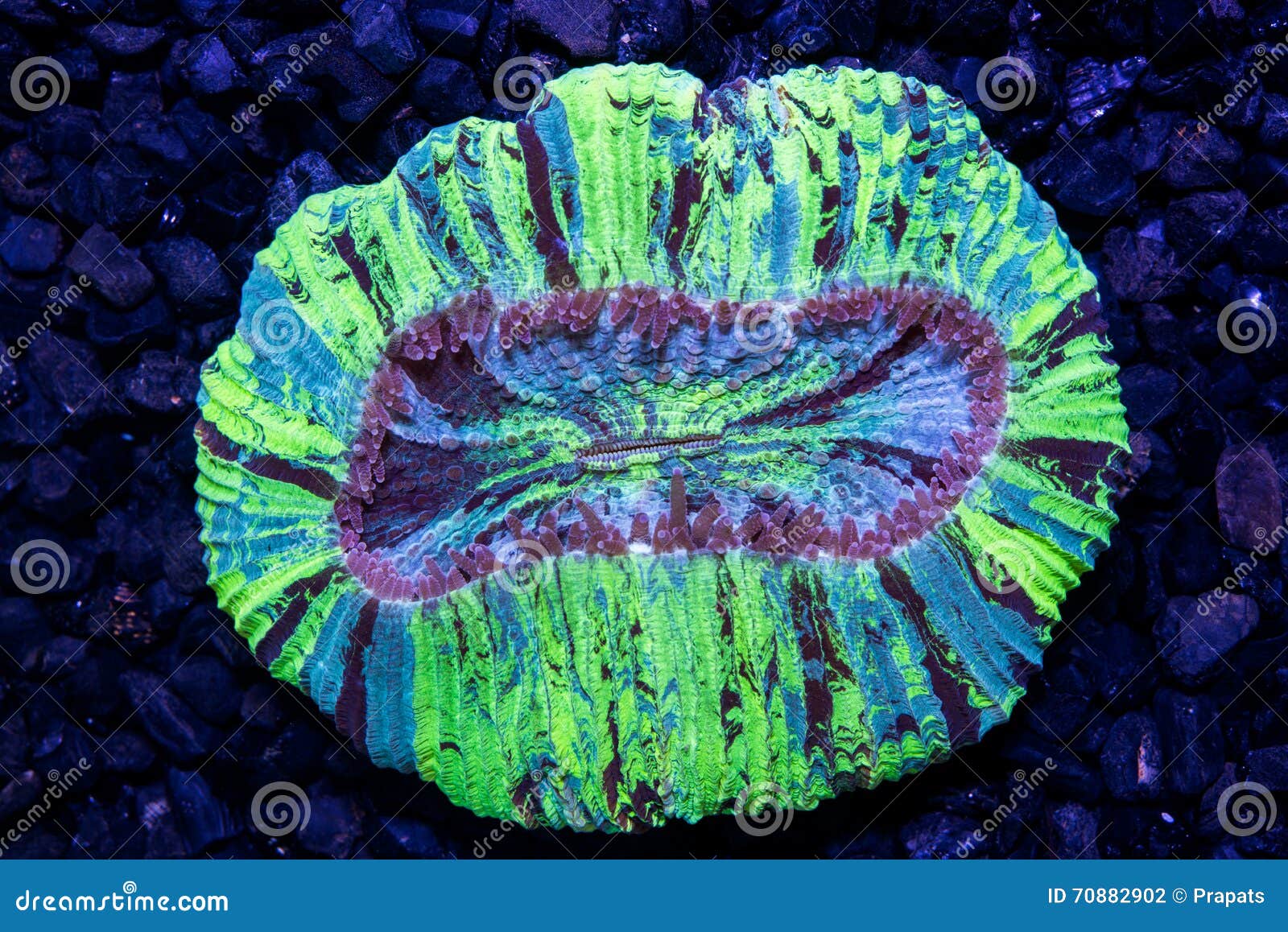 Multi Color Open Brain Coral Stock Photo Image of purple, science